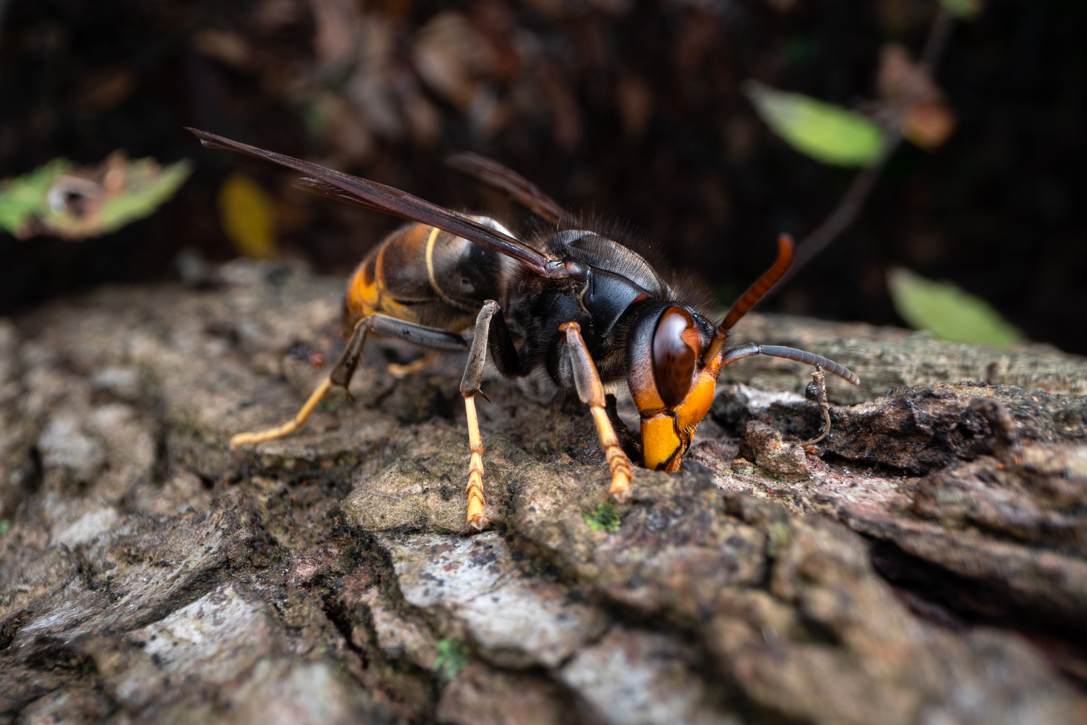 A close-up of the Asian hornet on a branch