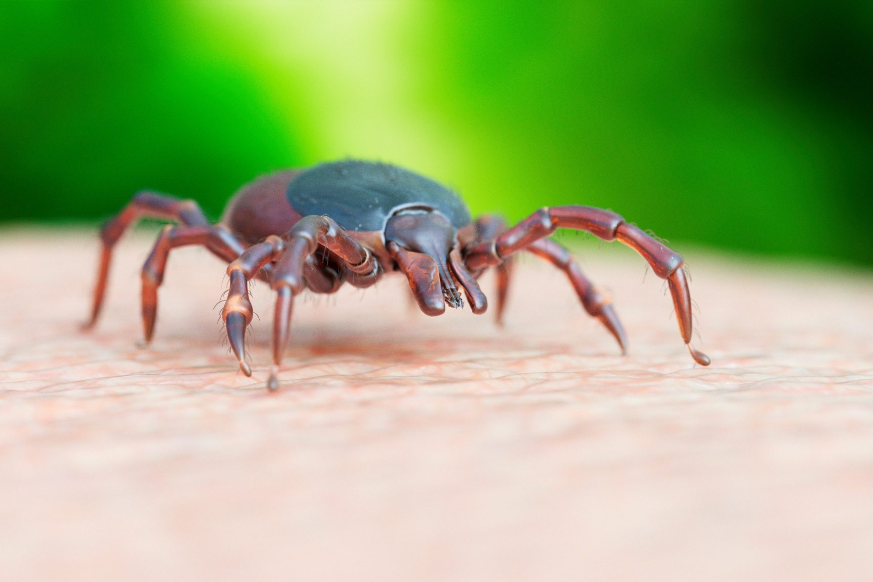 Tick