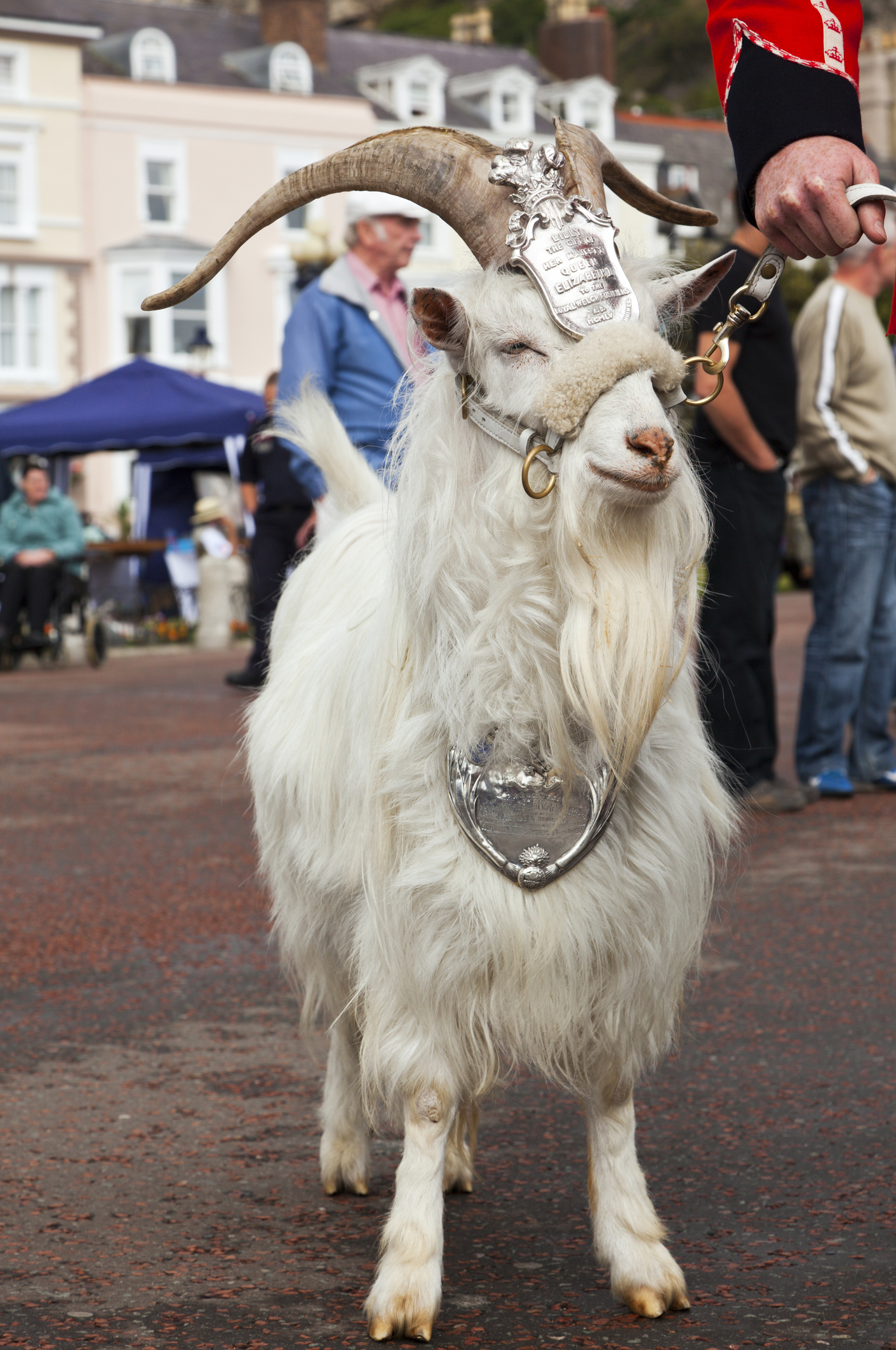 Billy the goat wearing his ceremonial crown