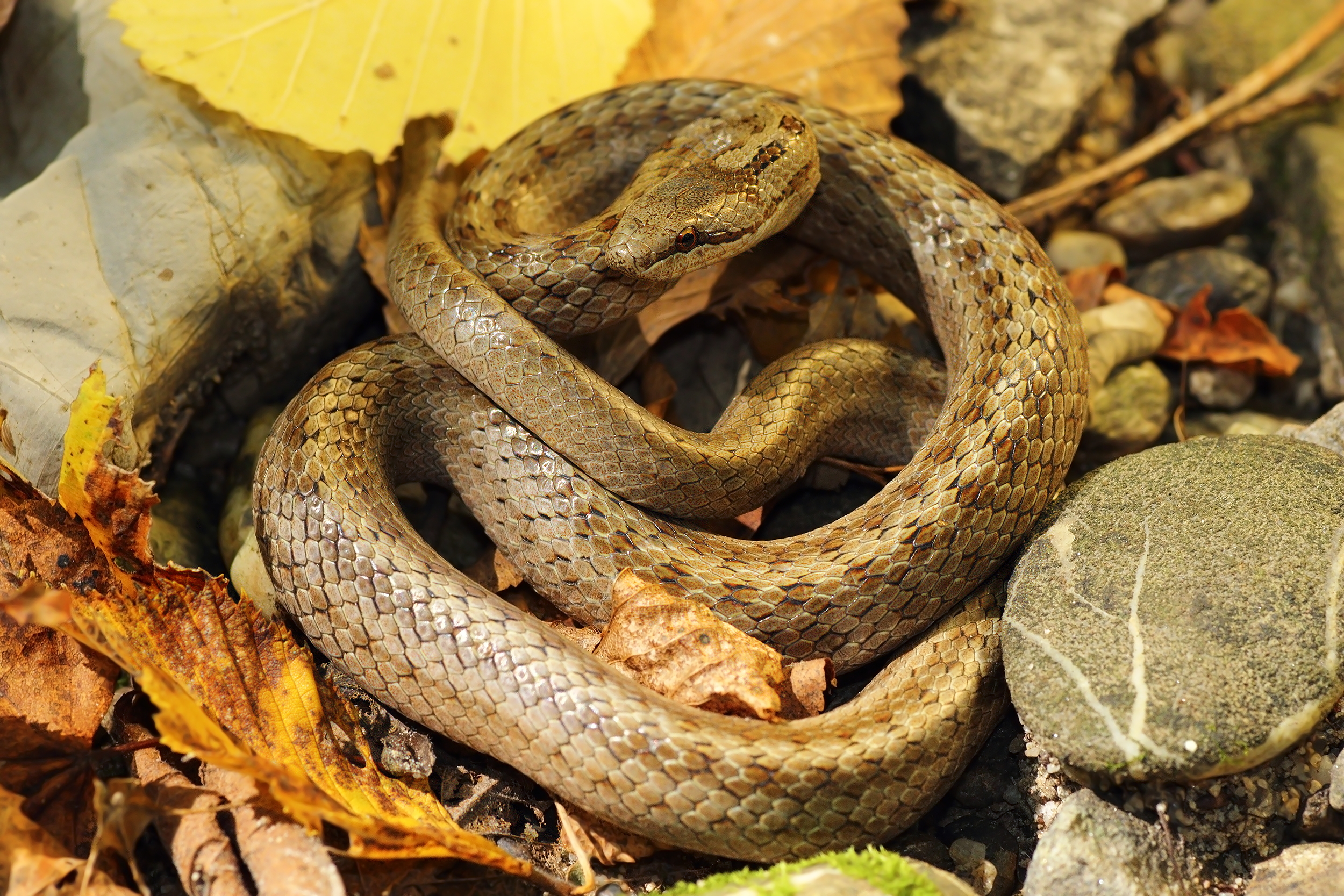 A smooth snake curled up into a ball on a pile of stones