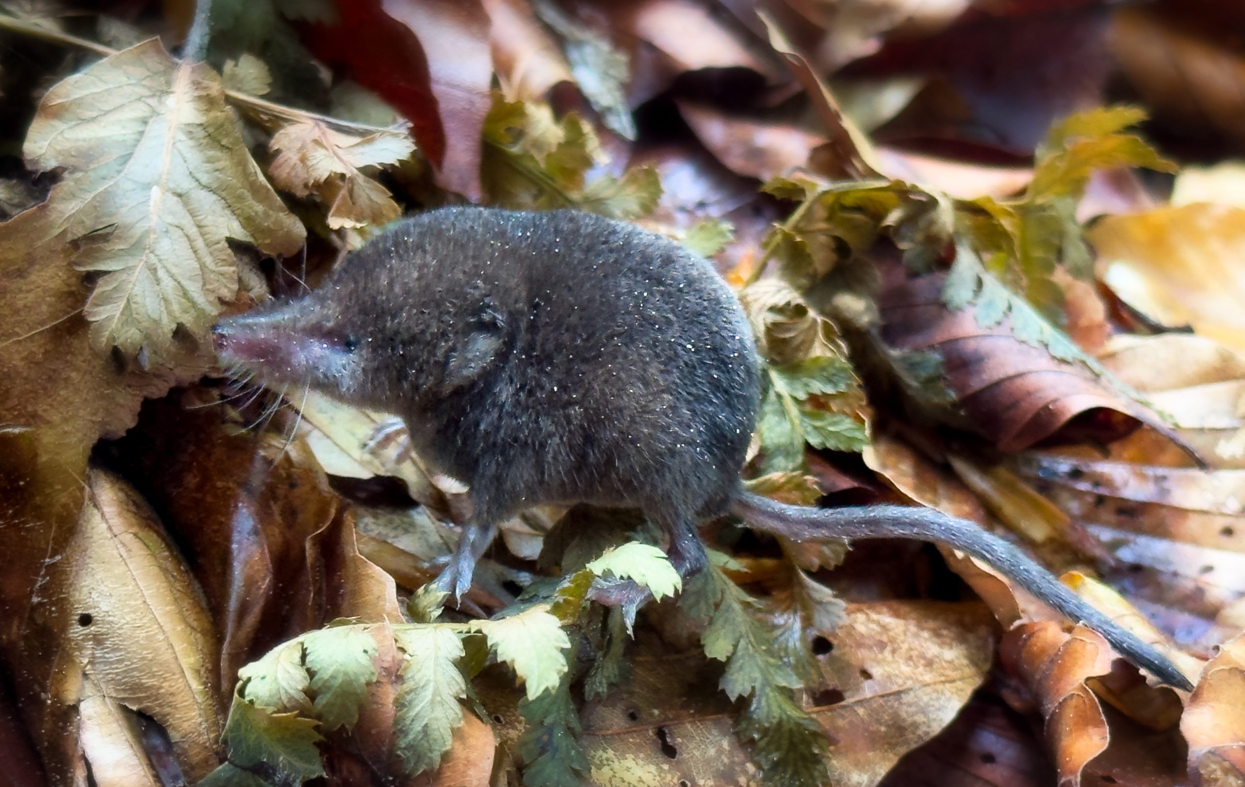 A shrew sat on a pile of leaves