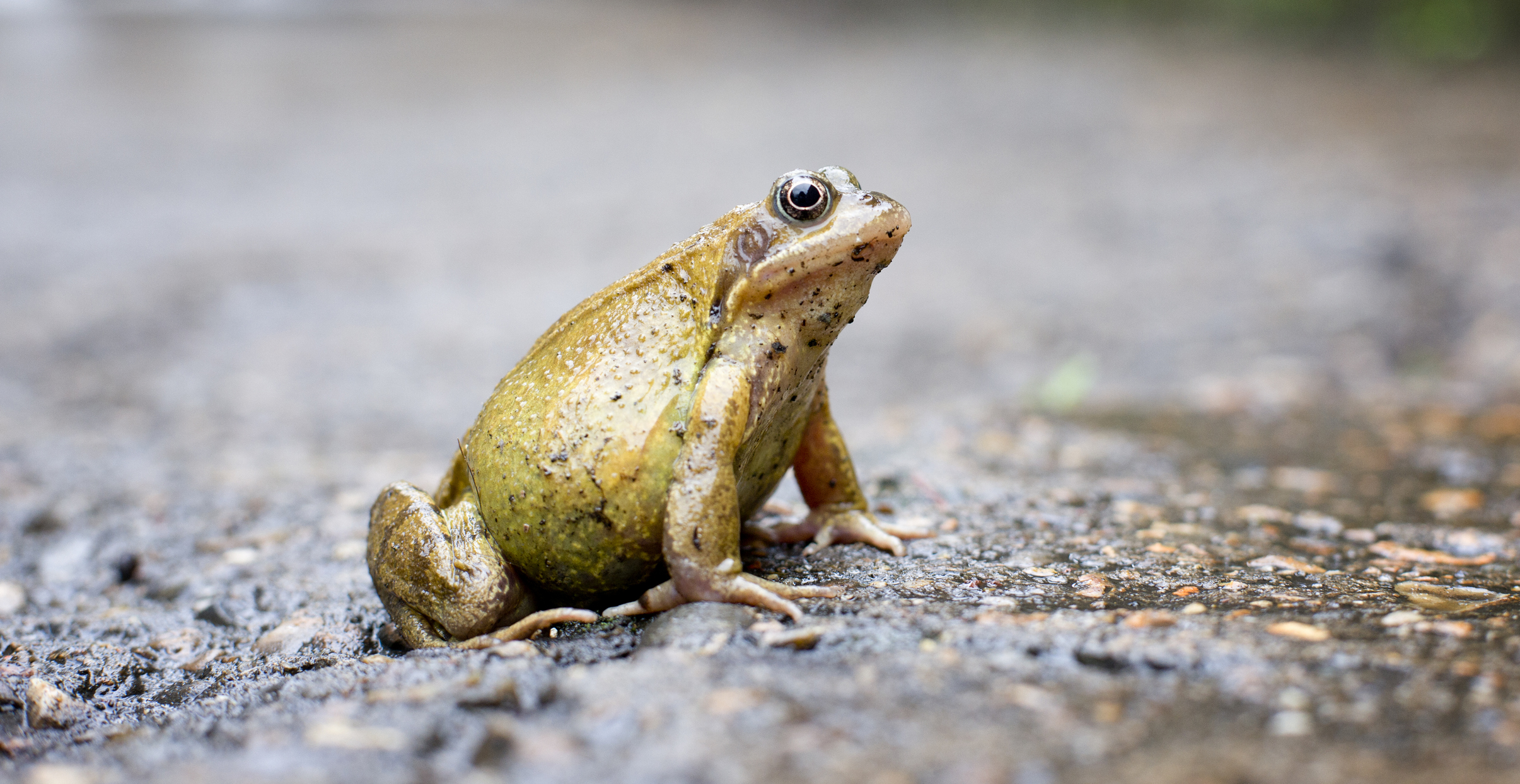 A frog sat on concrete staring off into the distance