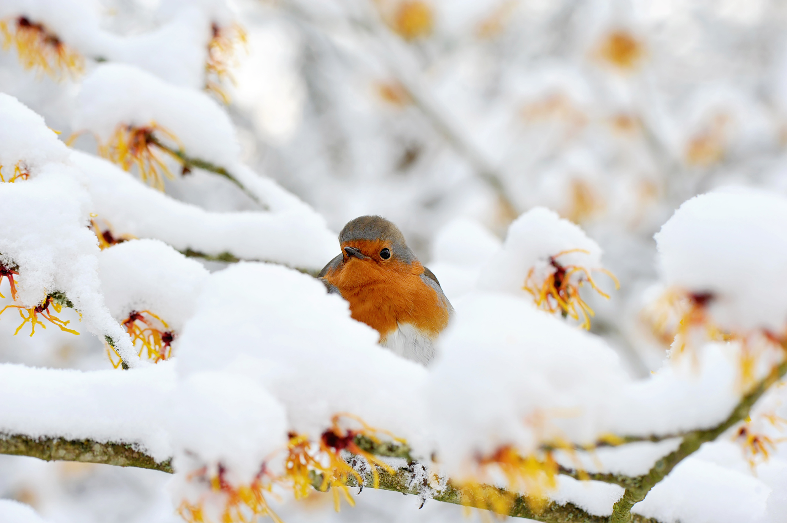 Robin-in-the-snow A robin sits on a snowy branch (Getty)