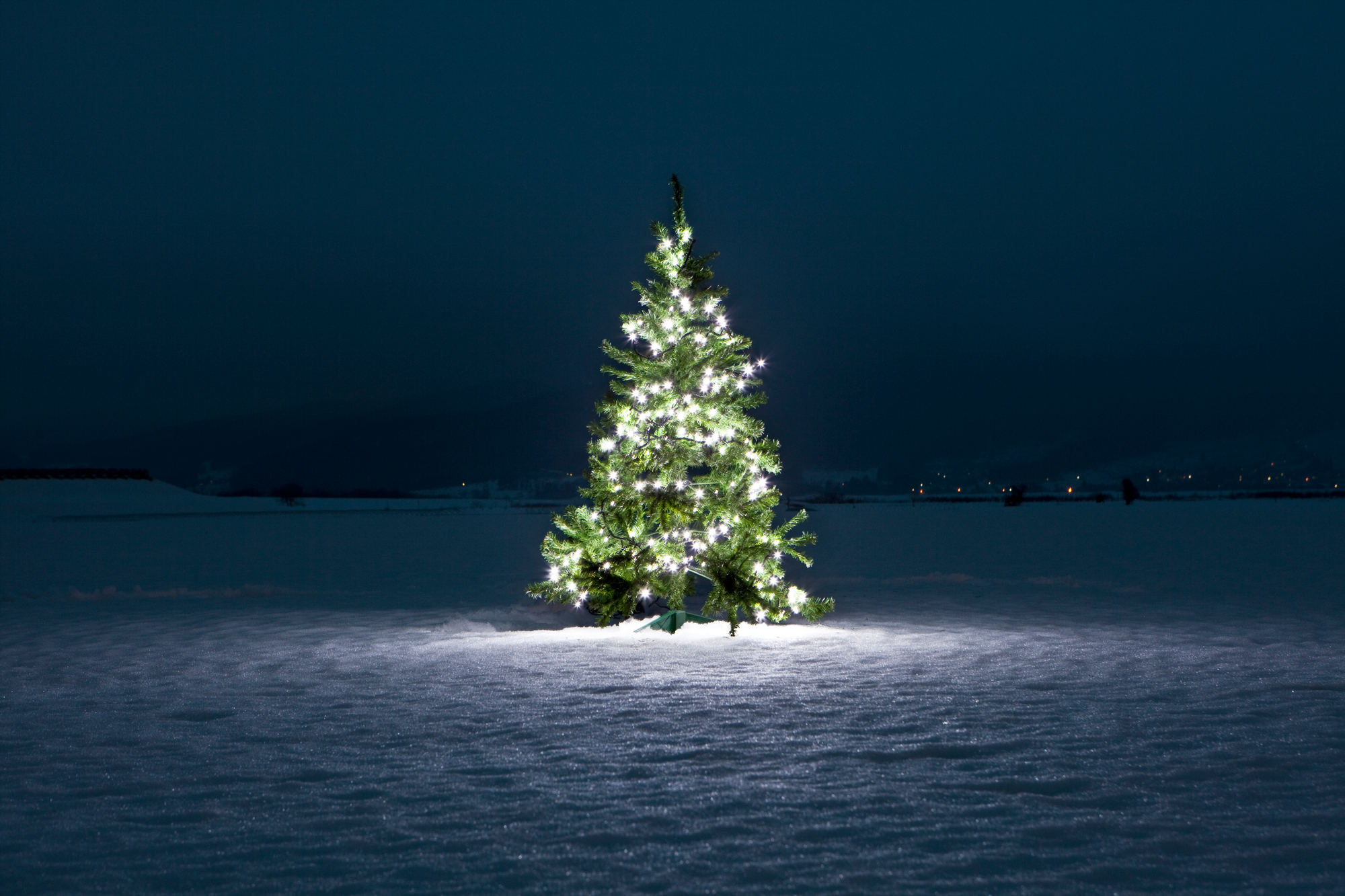 Christmas tree in snow Christmas tree in snow