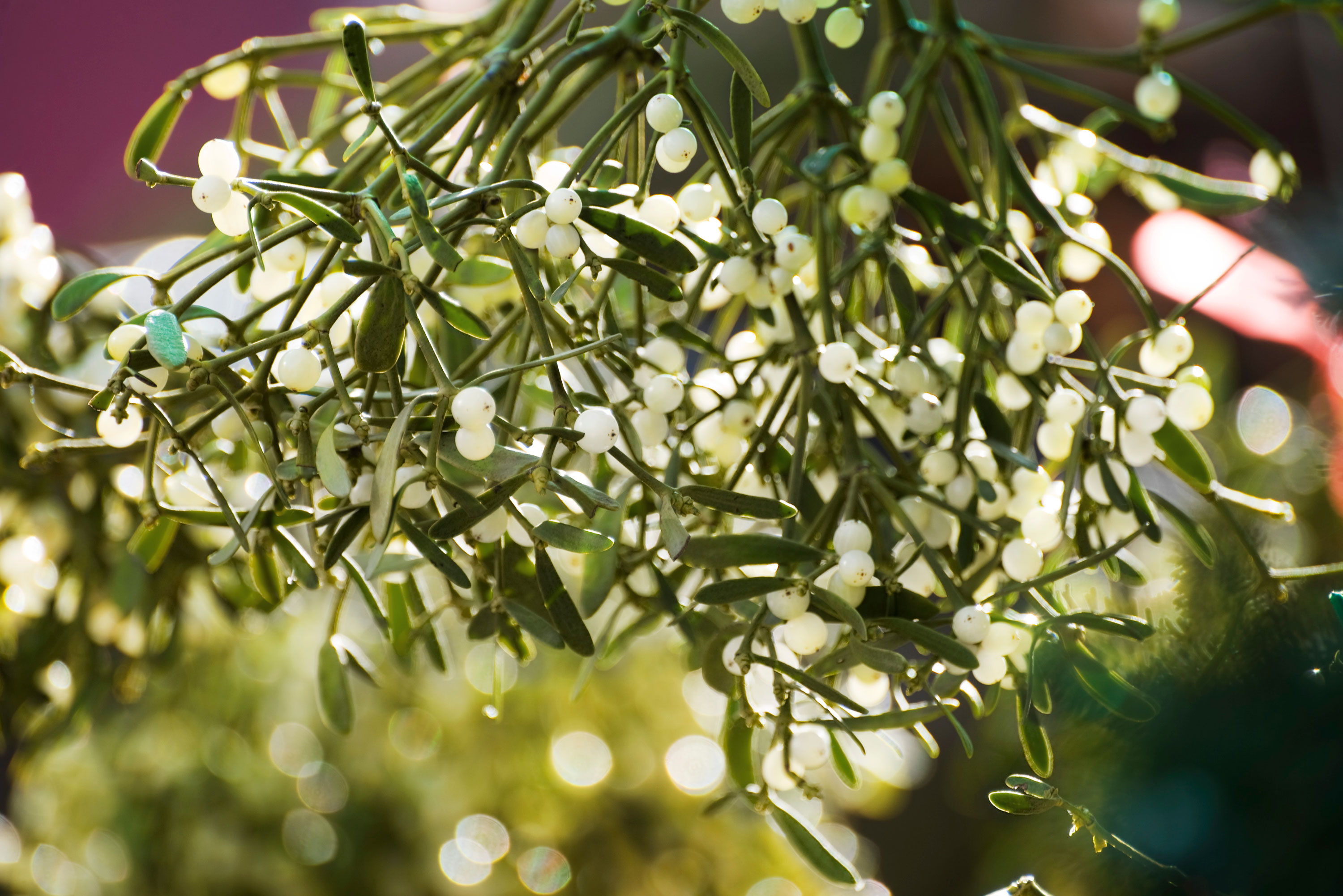 Mistletoe Mistletoe