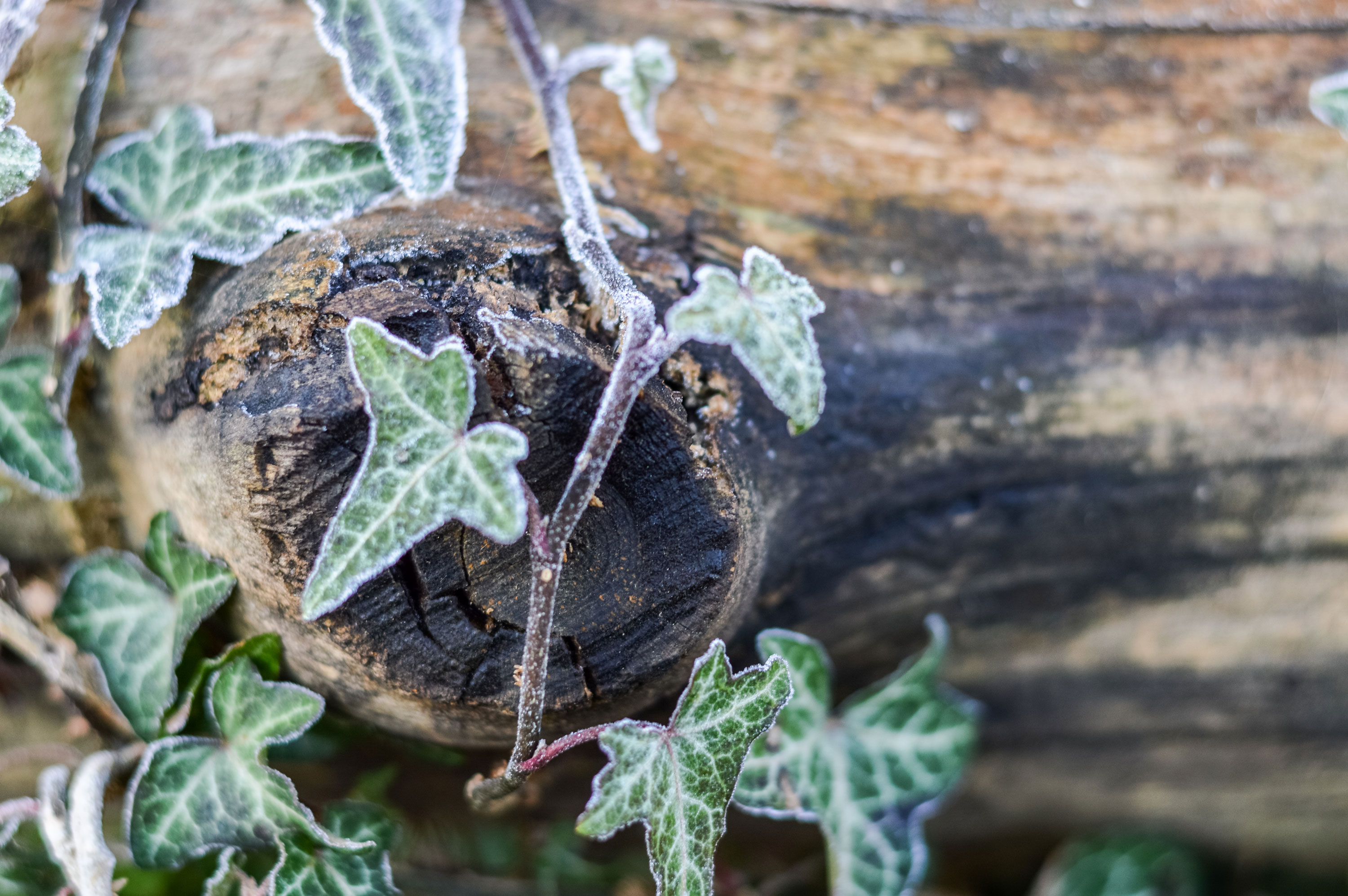 Ivy was originally mistrusted as it was believed to bring on madness (Photo by: Getty Images) Ivy was originally mistrusted as it was believed to bring on madness (Photo by: Getty Images)