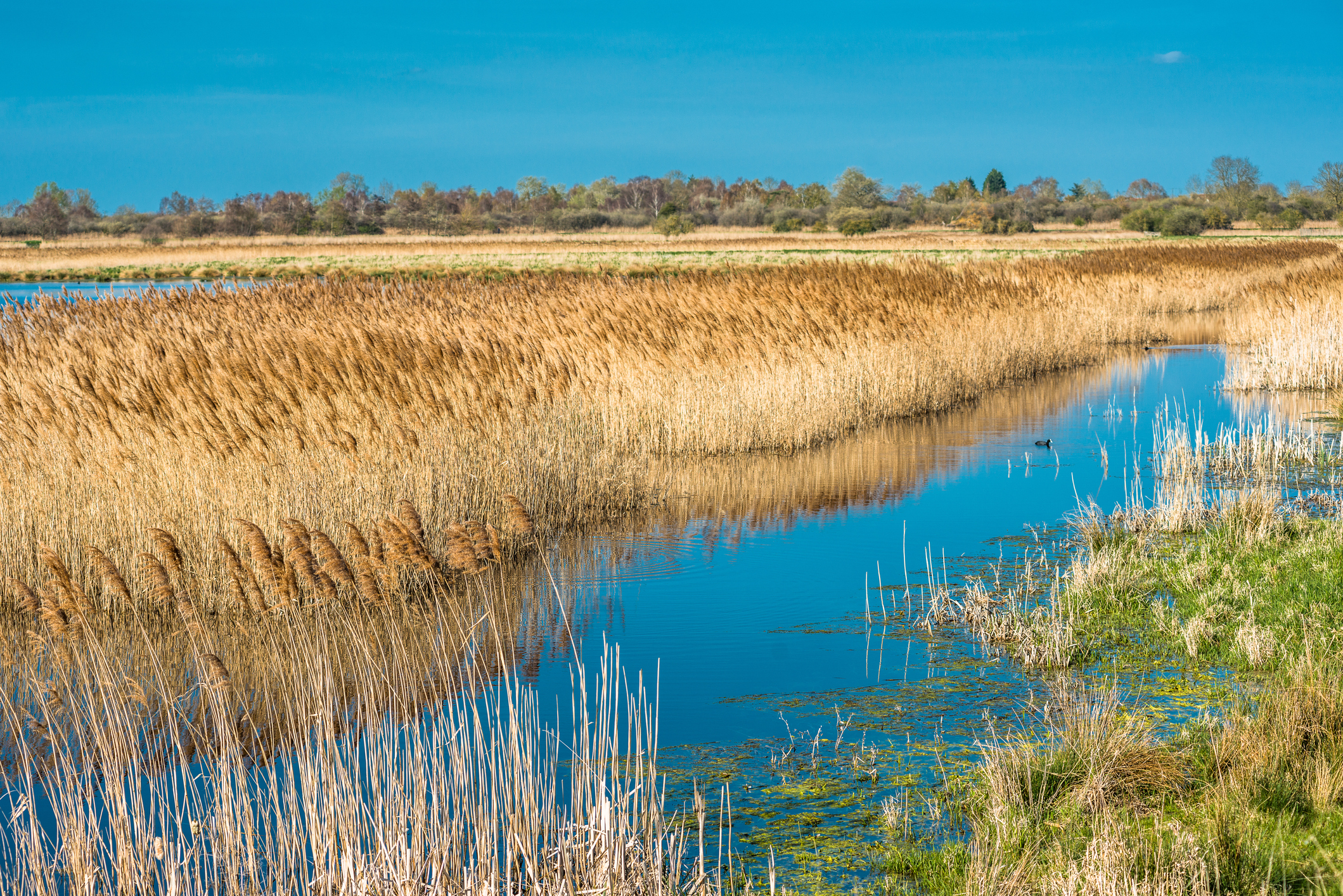Wetlands at Wicken Fen