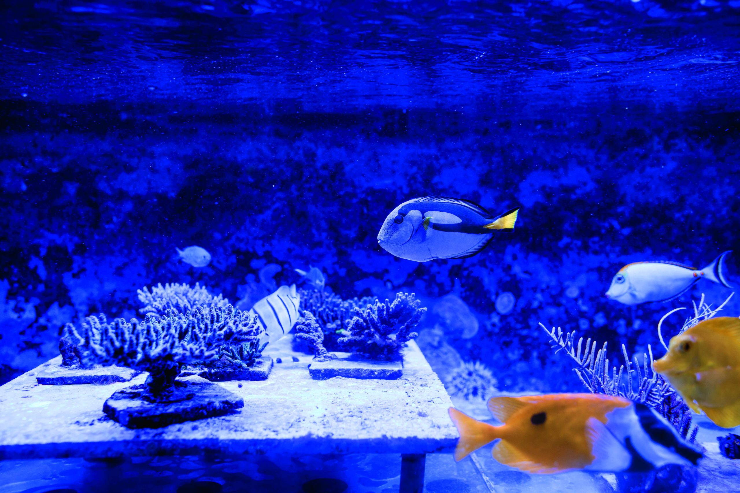 fish and coral in lab