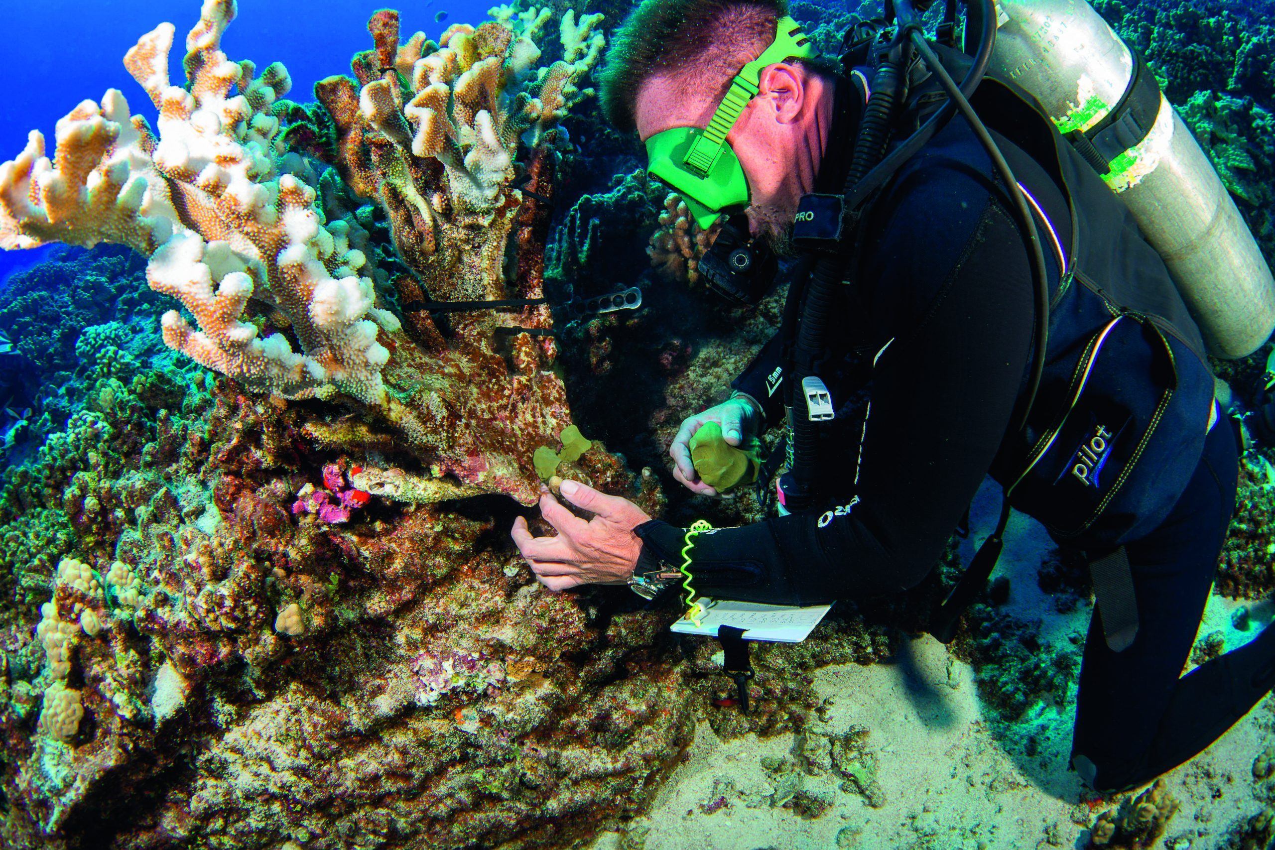 A research diver from the MOC Marine Institute glues broken coral back together at Molokini Marine Preserve off the island of Maui, Hawaii.
