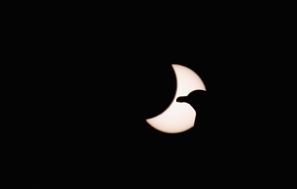 Rare Partial Solar Eclipse Is Viewed Around The UK with seagull pictured in front