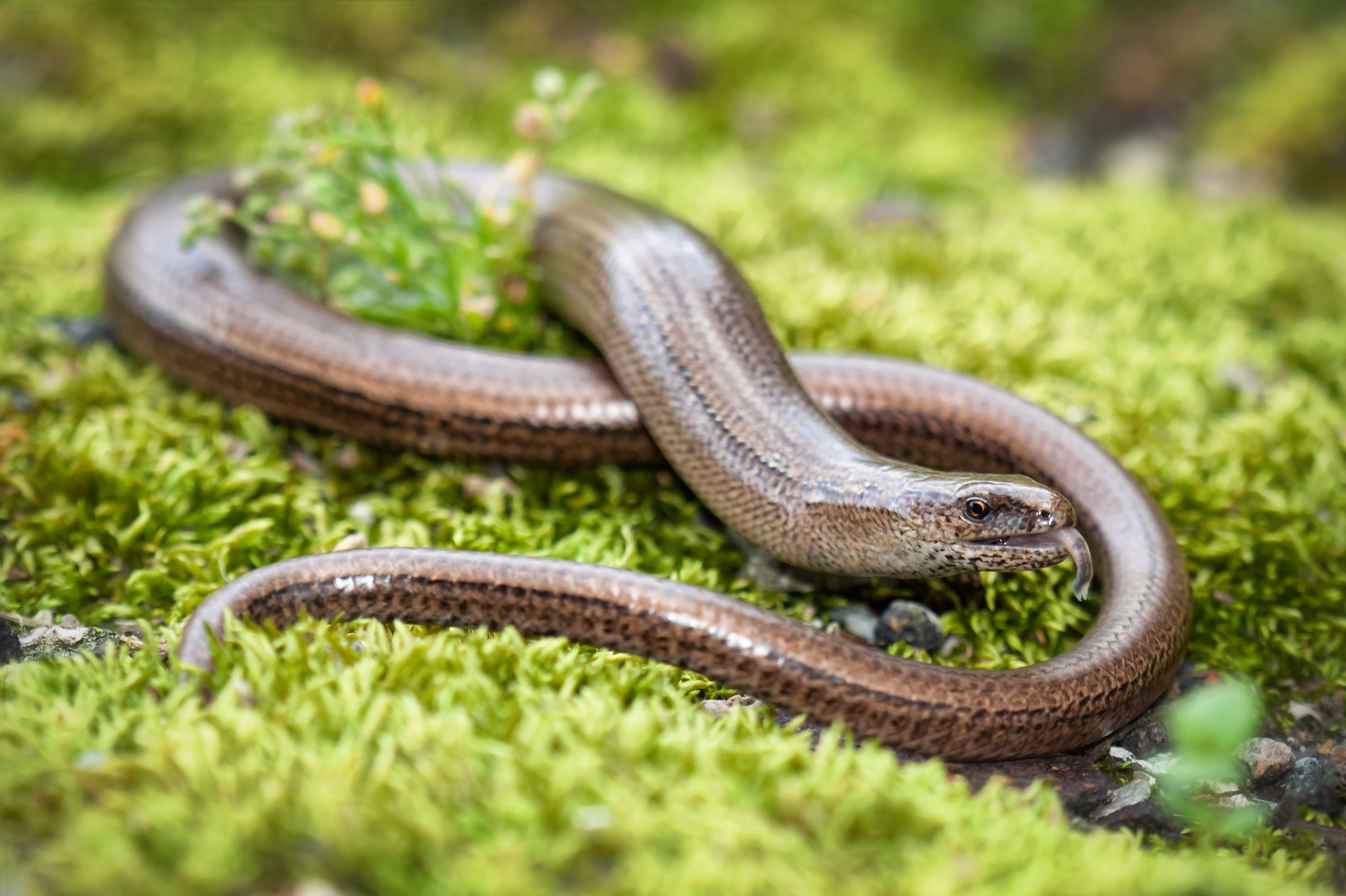 Slow worm in the UK