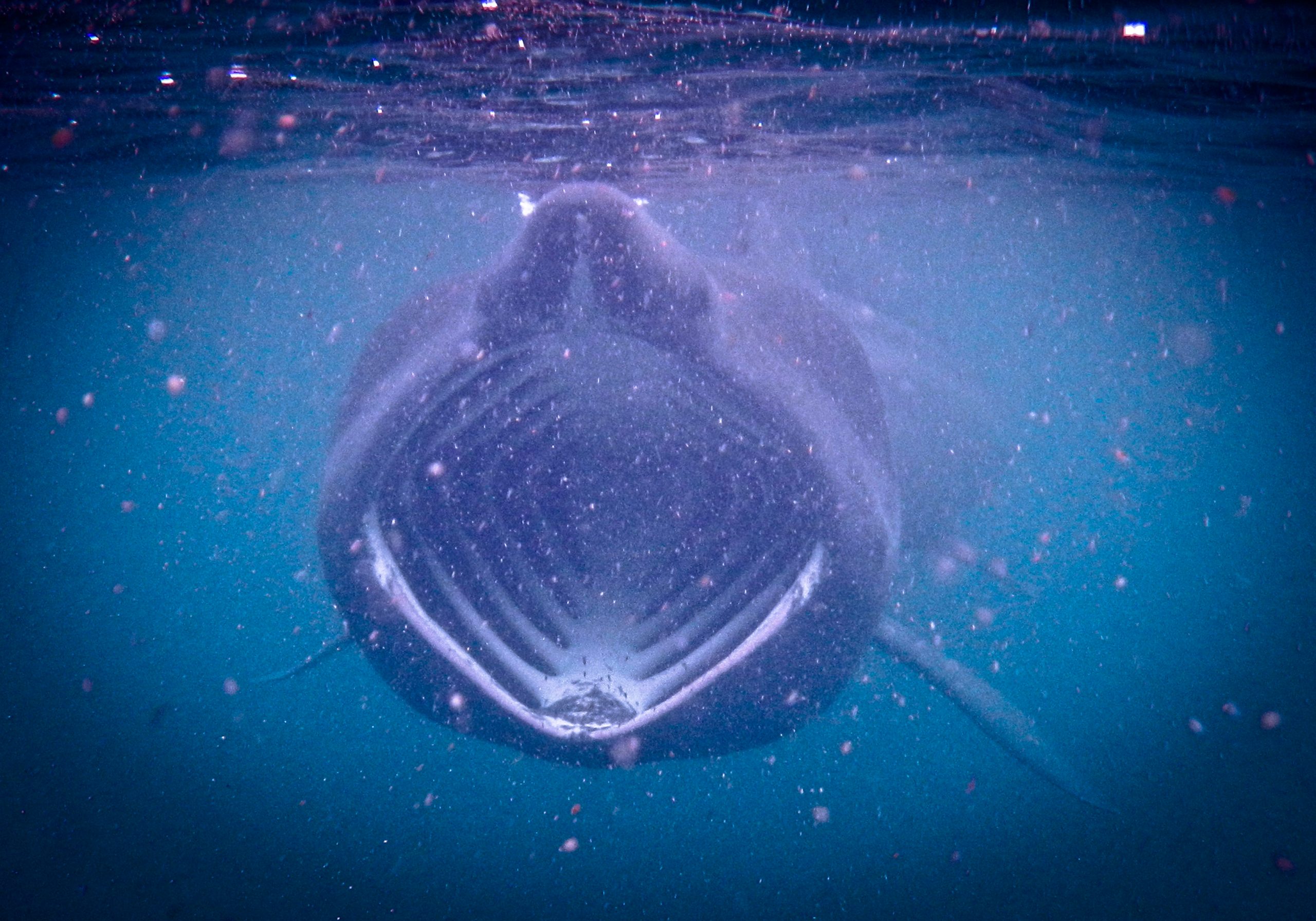 Basking Shark Underwater Feeding