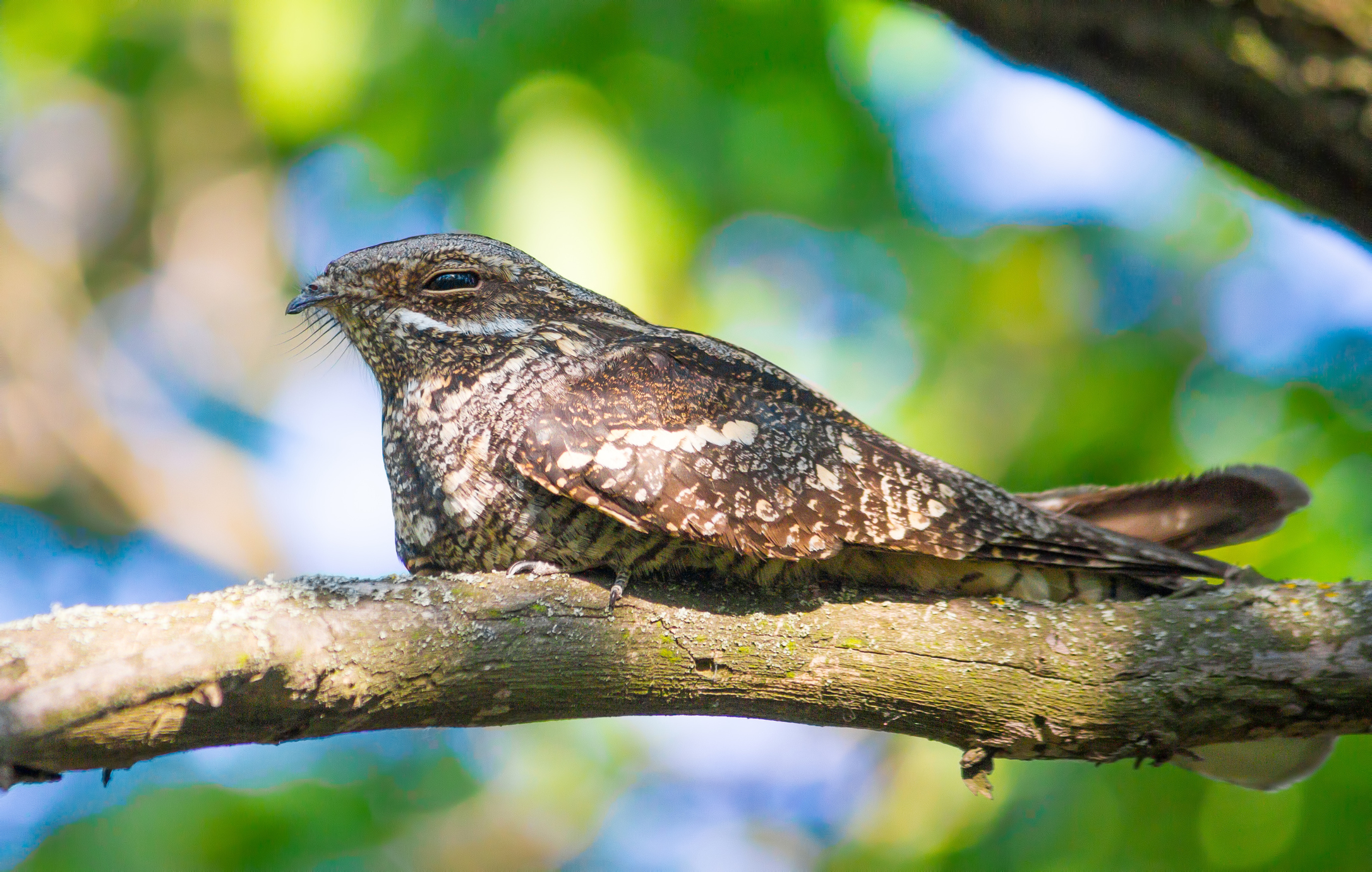 weirdest animals Nightjar