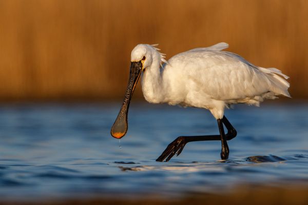 spoonbill