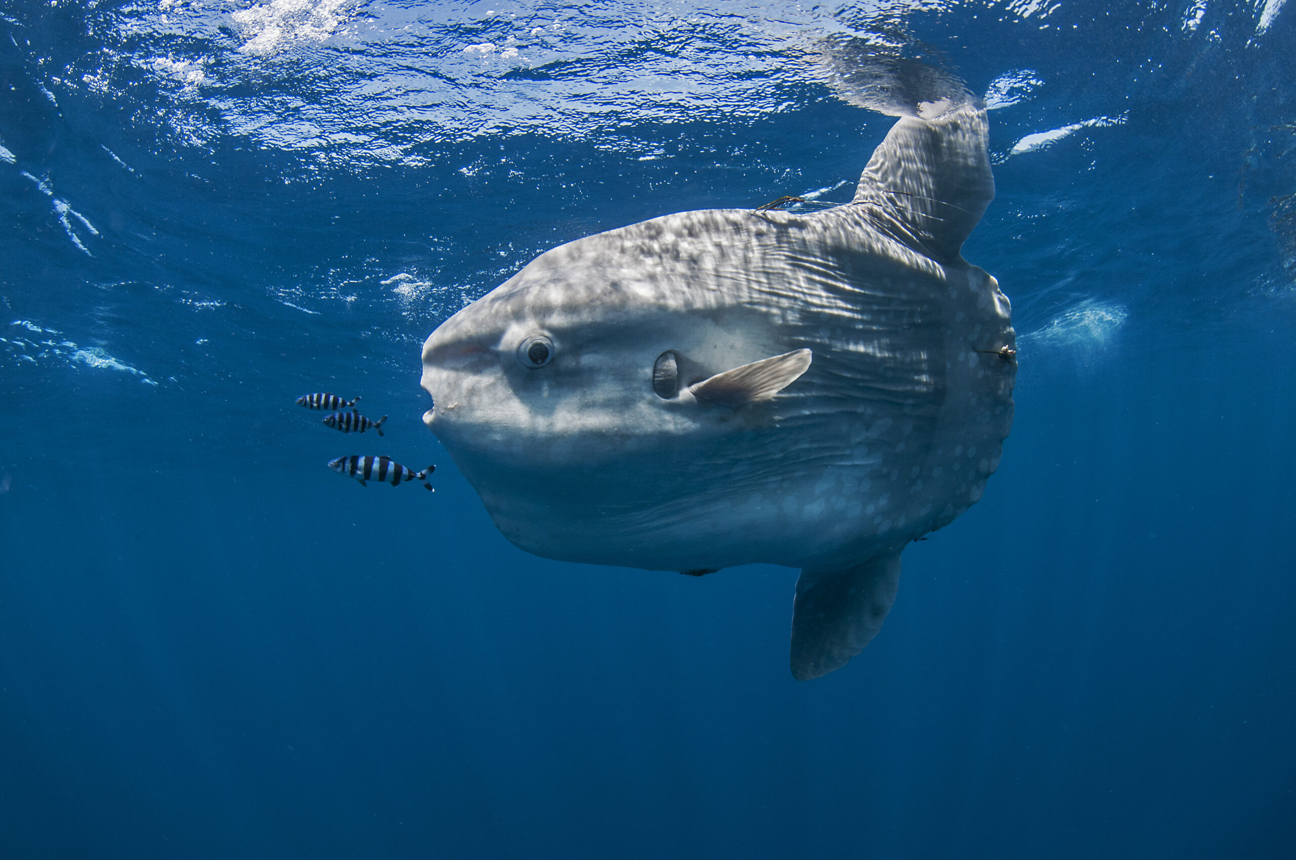 sunfish mola mola