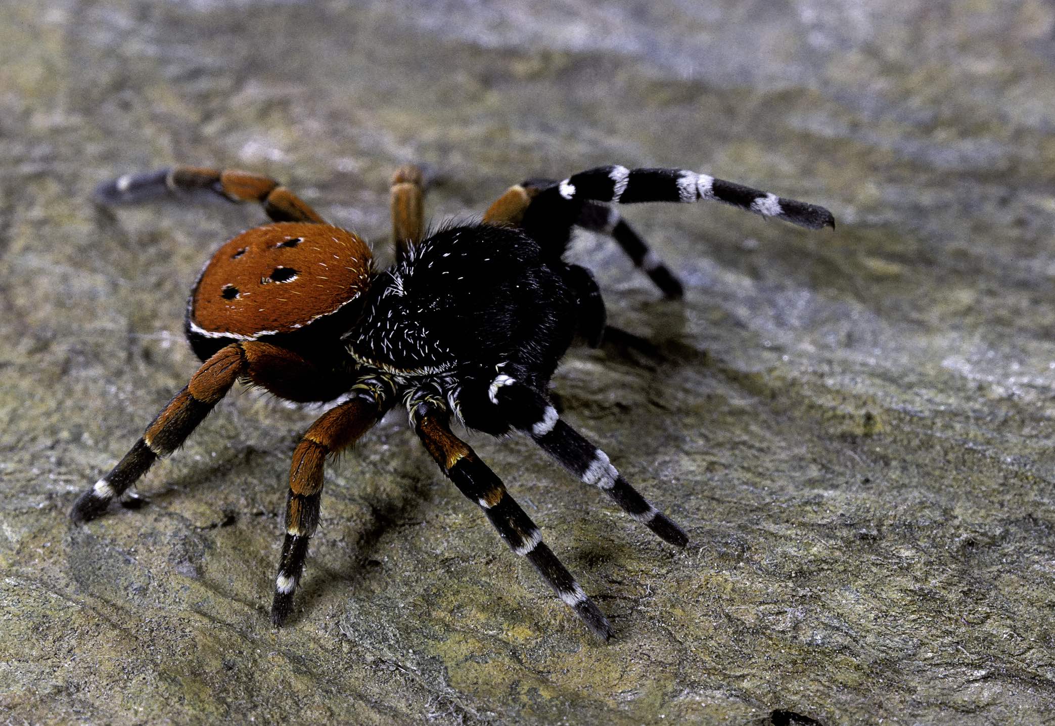 Ladybird spider
