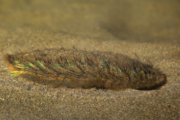sea mouse