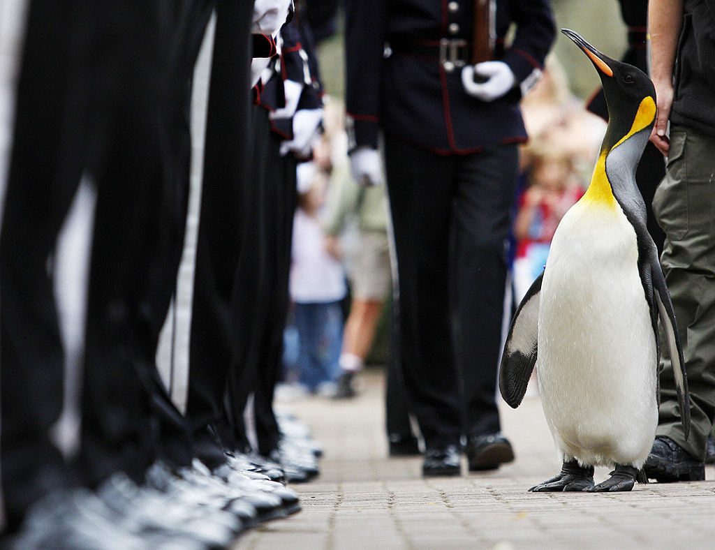 Nils Olav the penguin looking up at passersby on his knighthood day