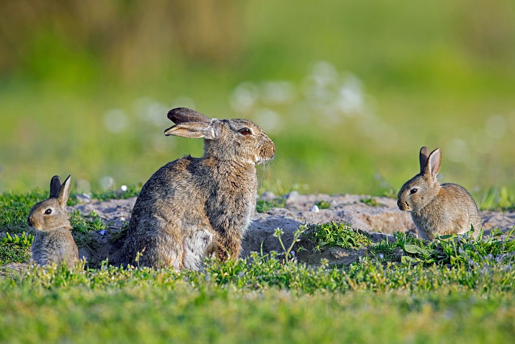 European rabbits / common rabbit (Oryctolagus cuniculus) adult with two young / kits sitting near entrance to warren in grassland in summer.