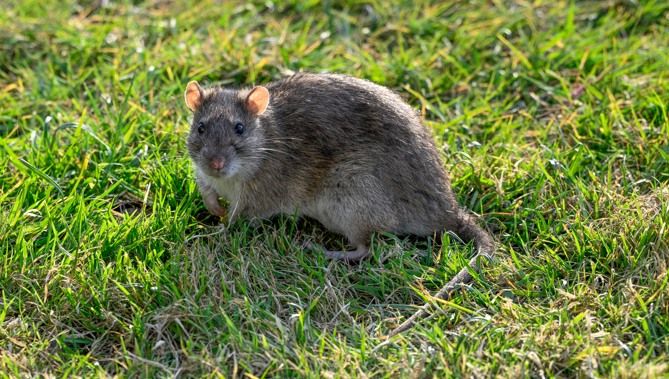 Brown rat in a garden looking at camera.