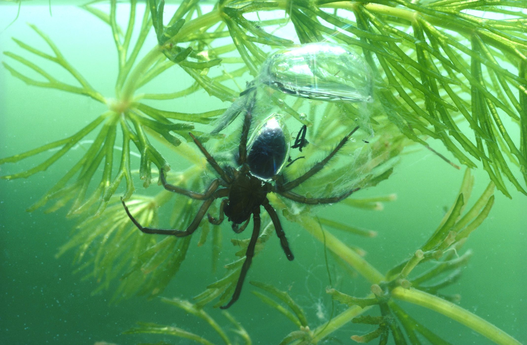 water spider argyroneta aquatica