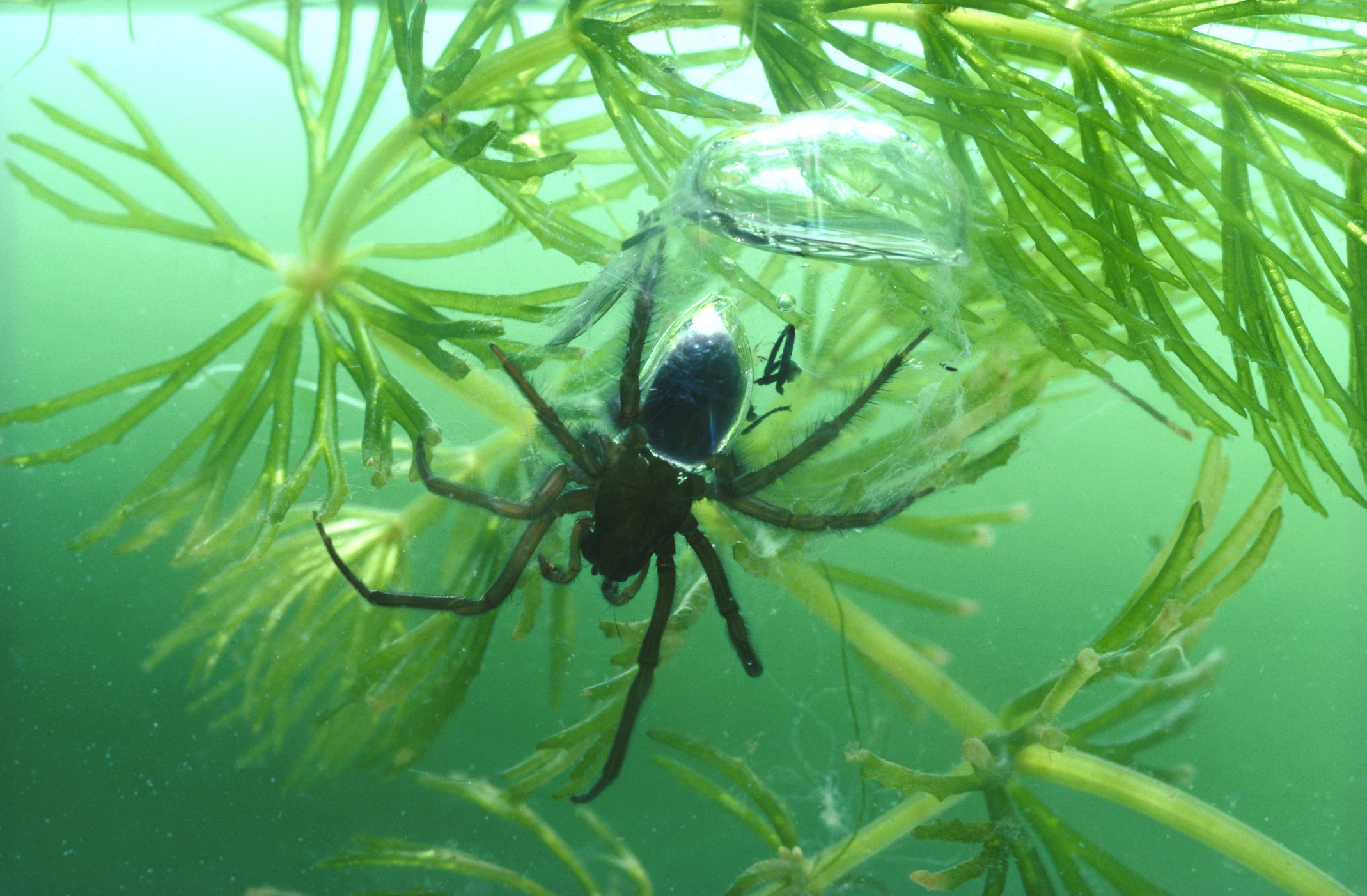 water spider argyroneta aquatica