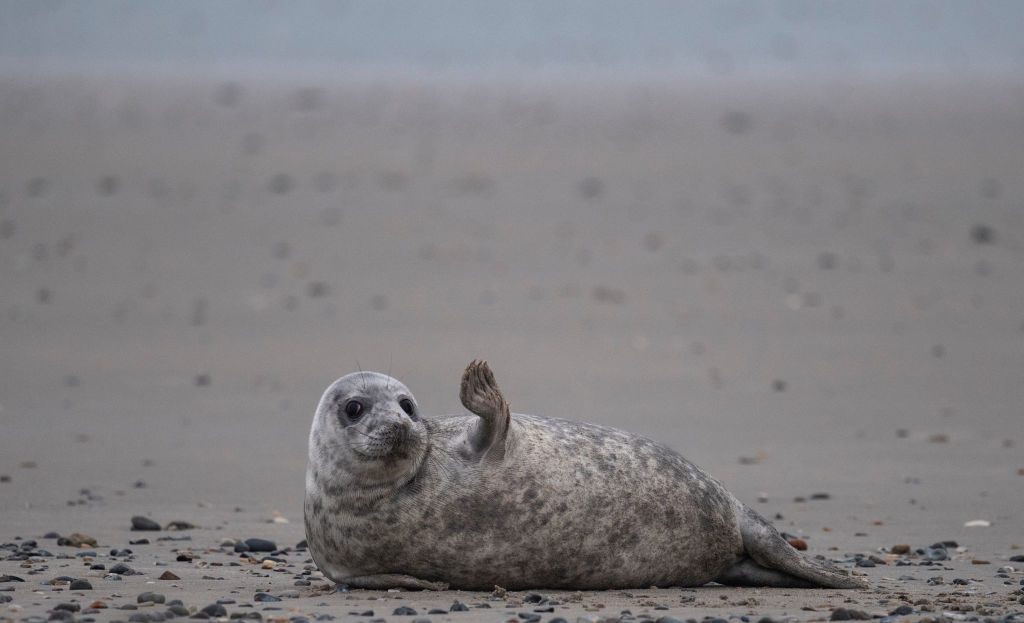 A young grey seal gestures as it lies on a beach on the North Sea island of Helgoland, Germany