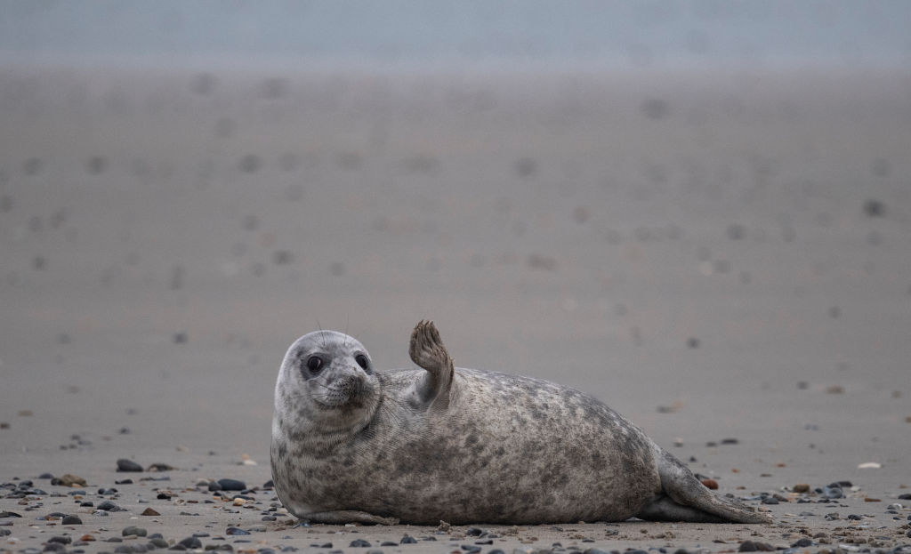 A young grey seal gestures as it lies on a beach on the North Sea island of Helgoland, Germany