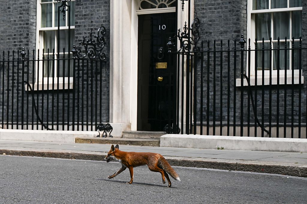 A fox is seen around at 10 Downing Street in London, United Kingdom