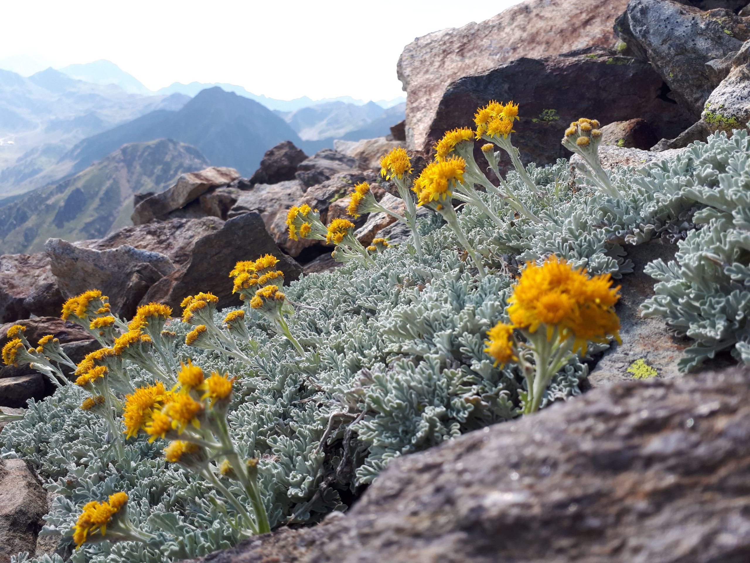 Senecio leucophyllus (white-leaved ragwort) in the Pyrenees.