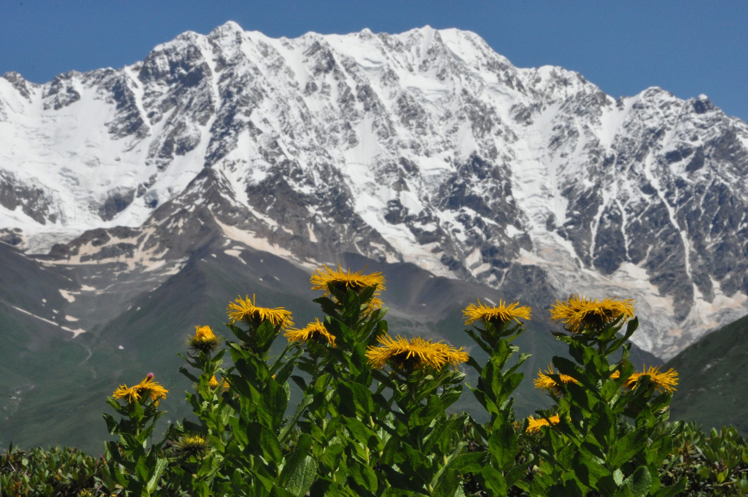 Inula grandiflora in front of the main ridge of the Greater Caucasus
near Ushguli in Georgia at an elevation of approximately 2700 m.