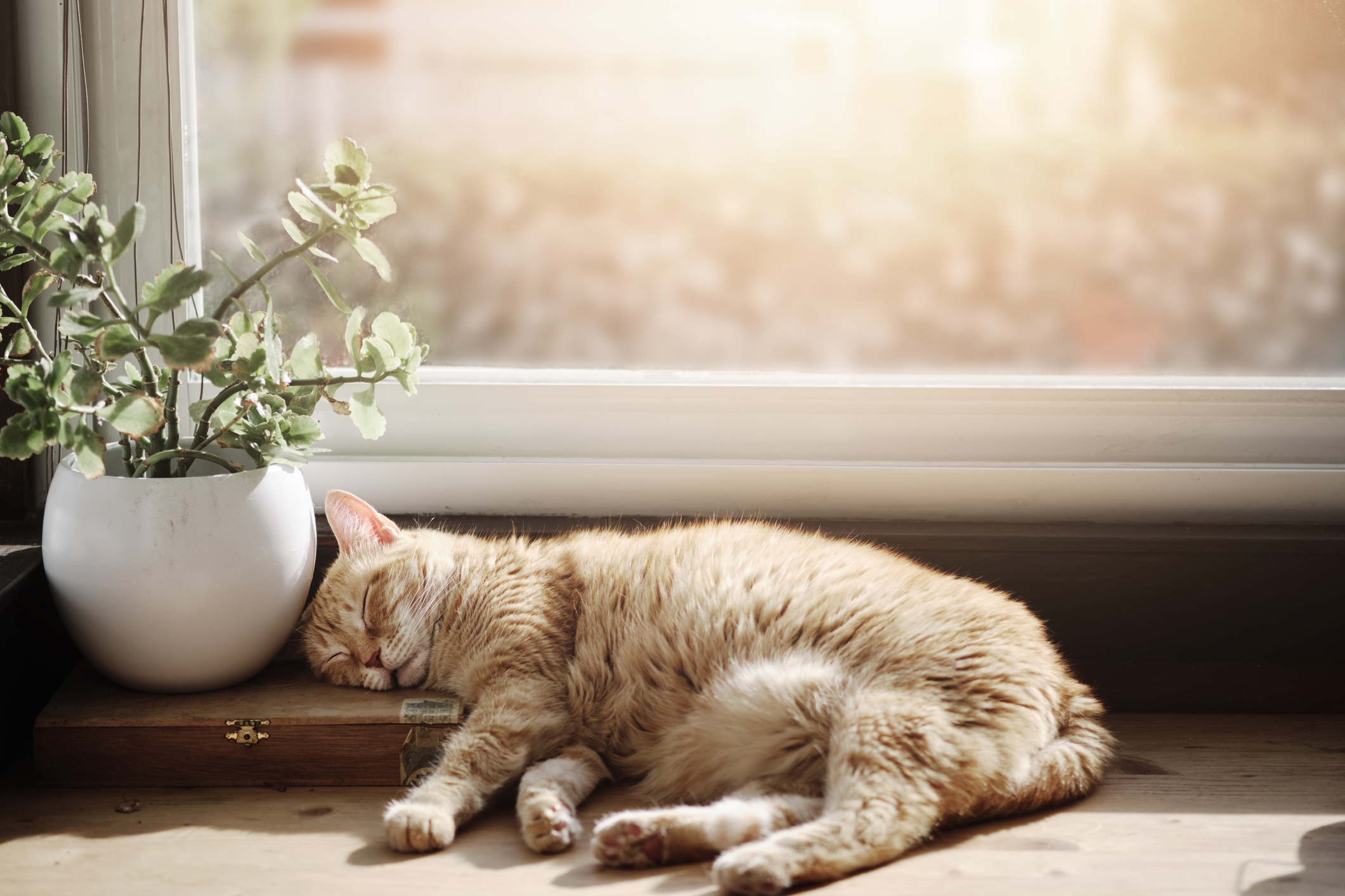 A cat lying on a windowsill in the sun