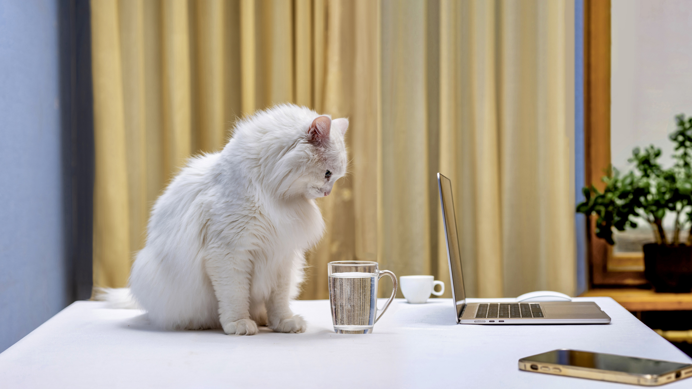 A white cat staring at a glass of water on the table