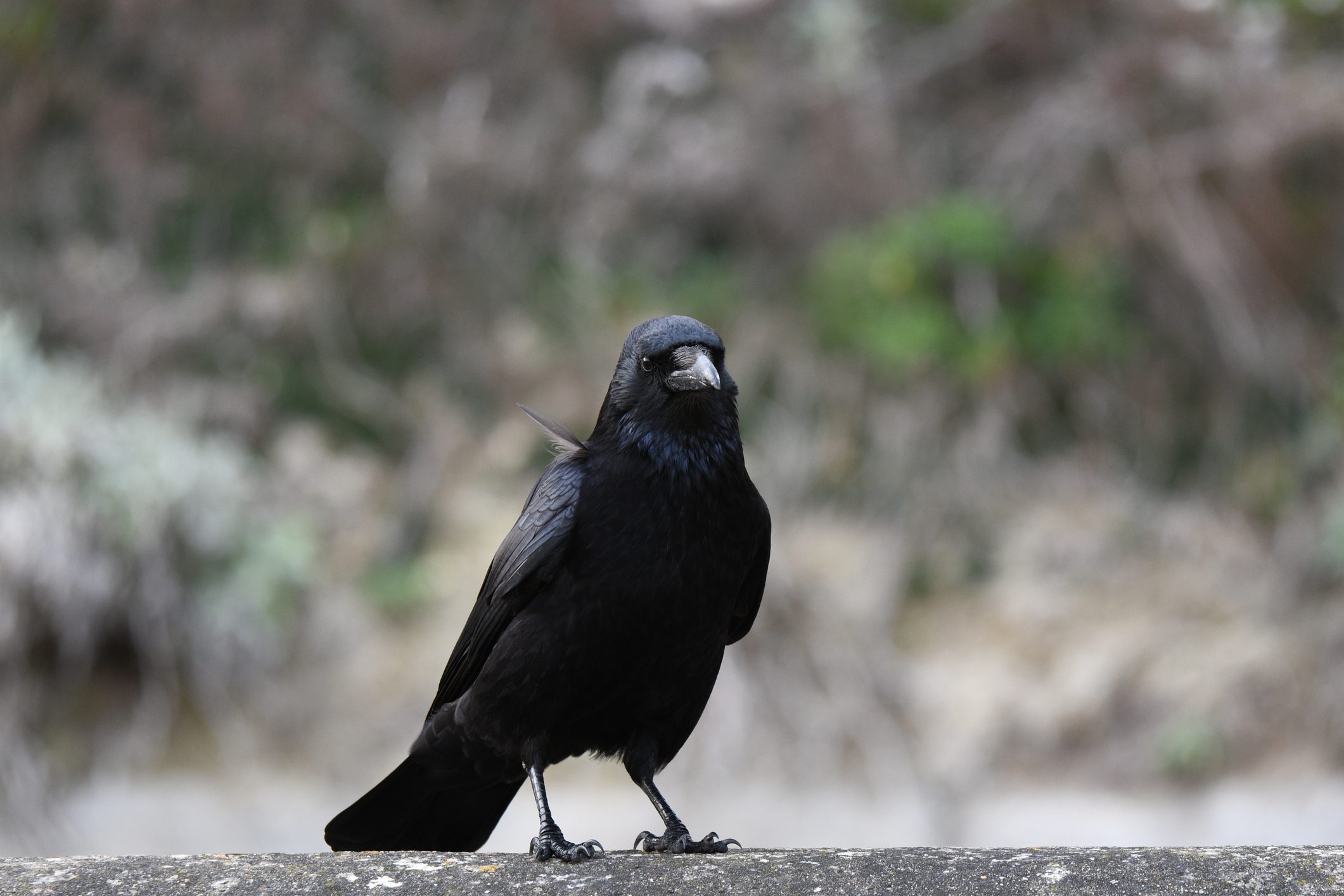 A small black crow looking off into the distance