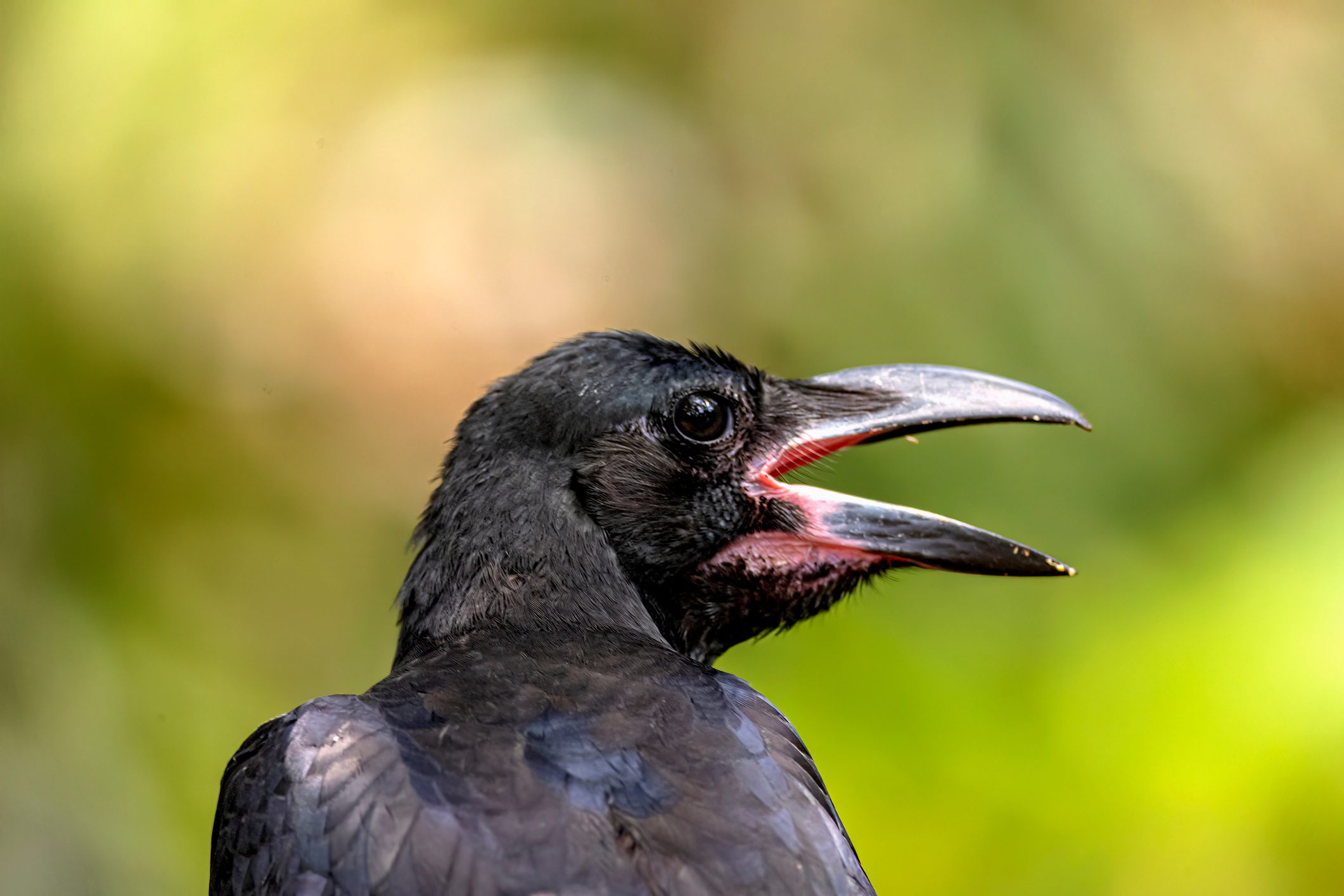 A crow looking off into the distance