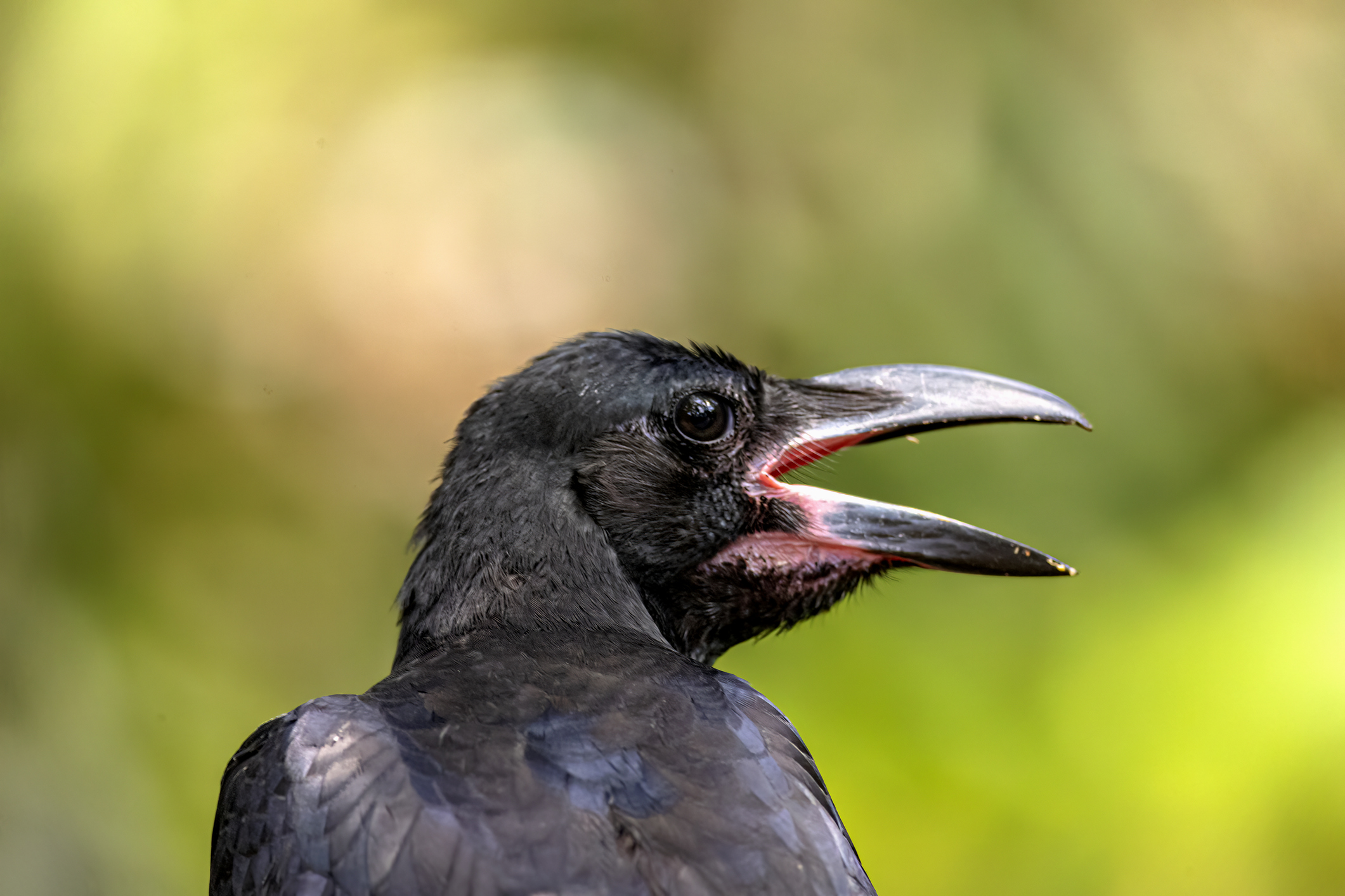 A crow looking off into the distance
