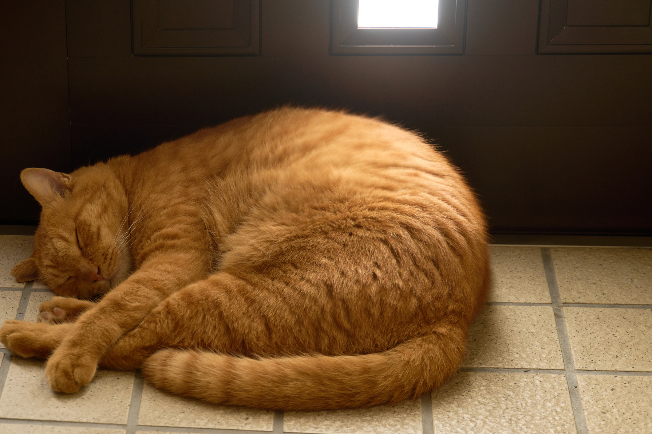 A ginger cat curled up in a ball by a front door