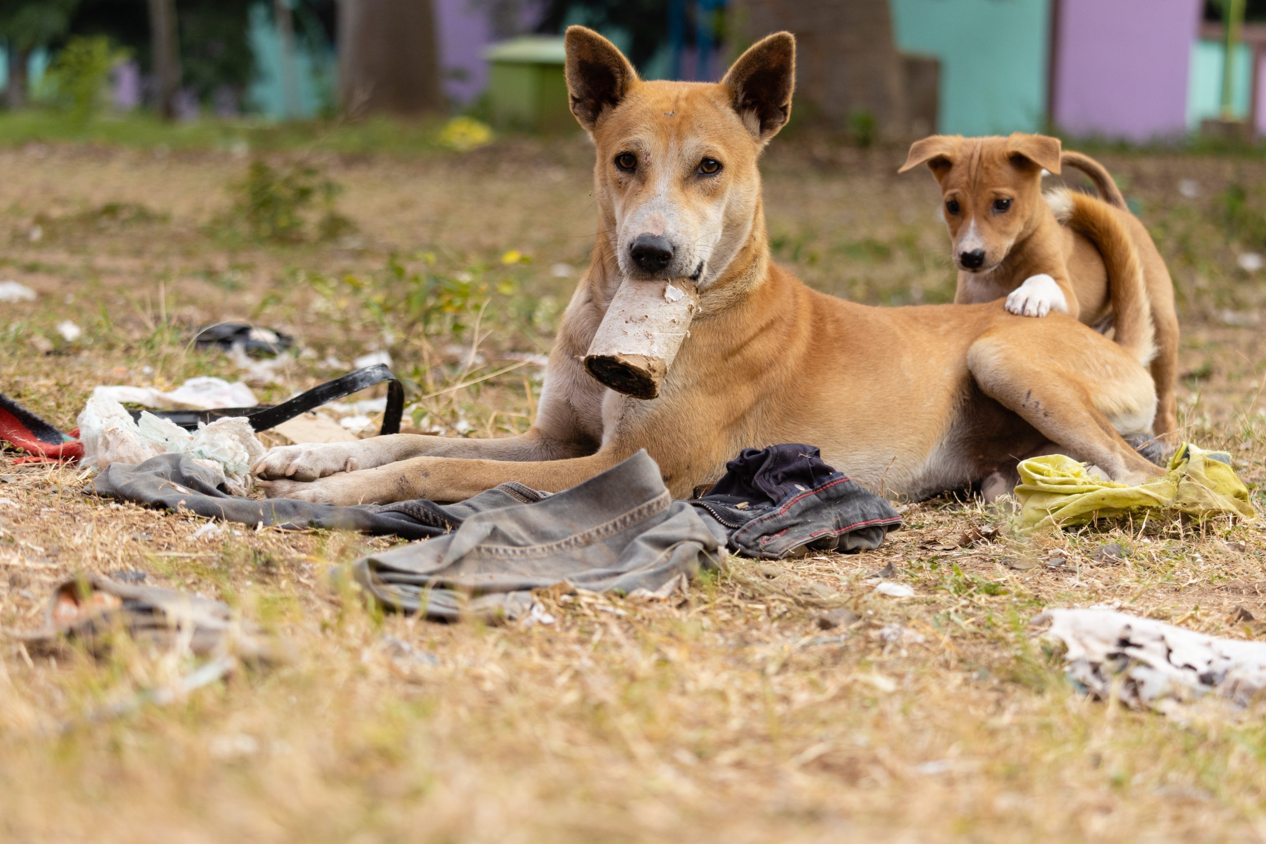 Close up of street dogs sitting on field