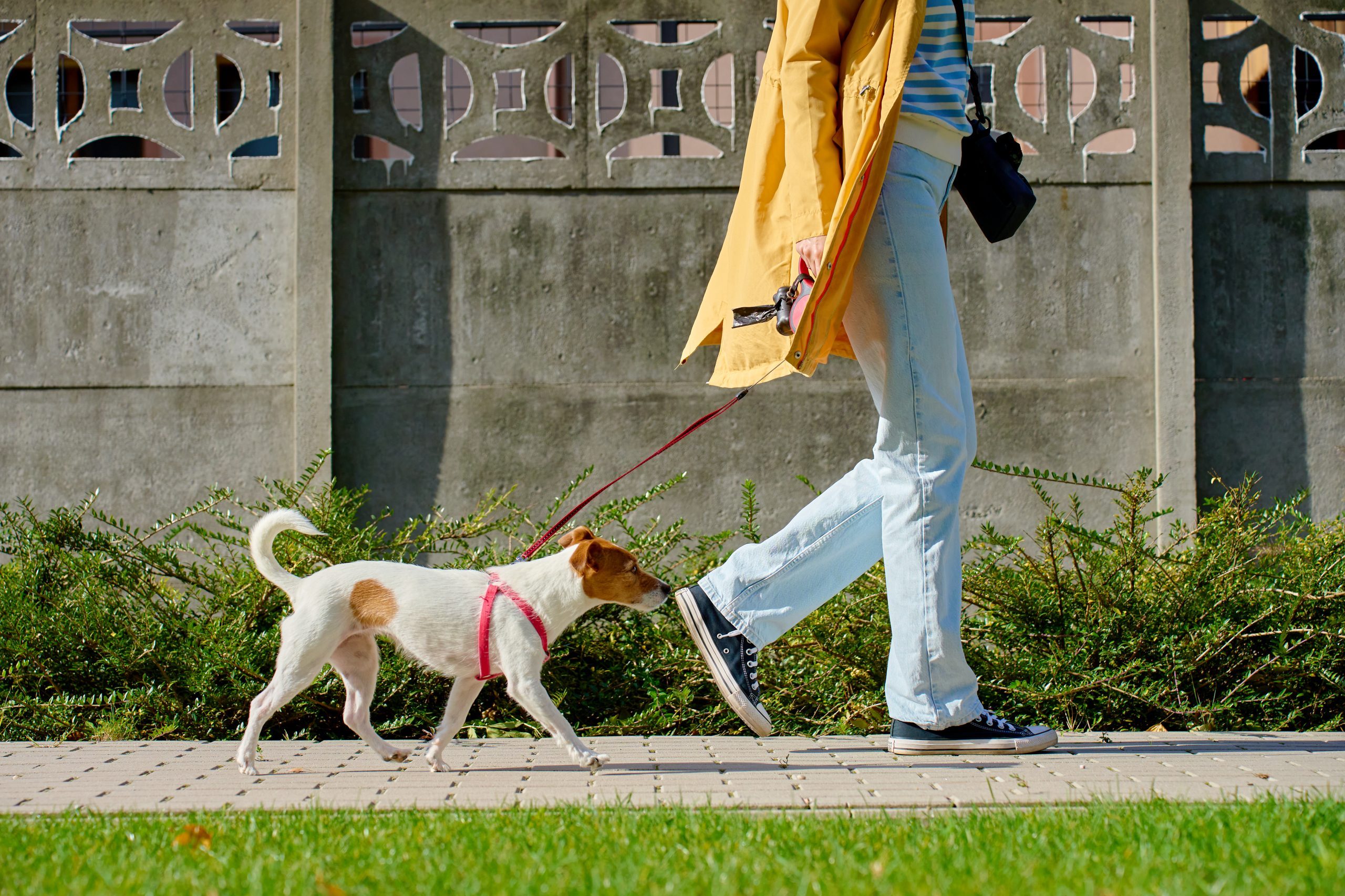 Person in yellow coat walking small dog on red leash along sidewalk in sunny day. Woman with her pet have fun at morning walking. Female pet sitter with Jack Russell terrier dog at city street