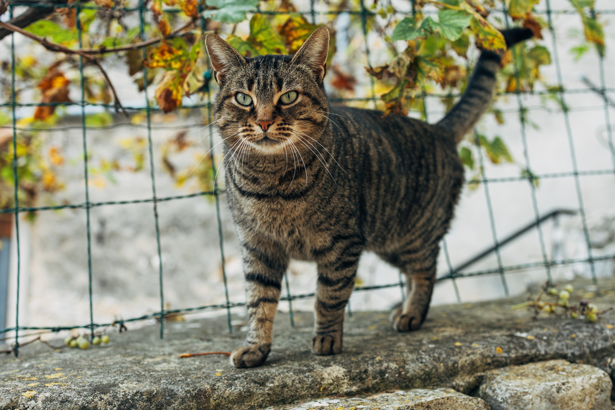 A stray cat stood in front of a fence