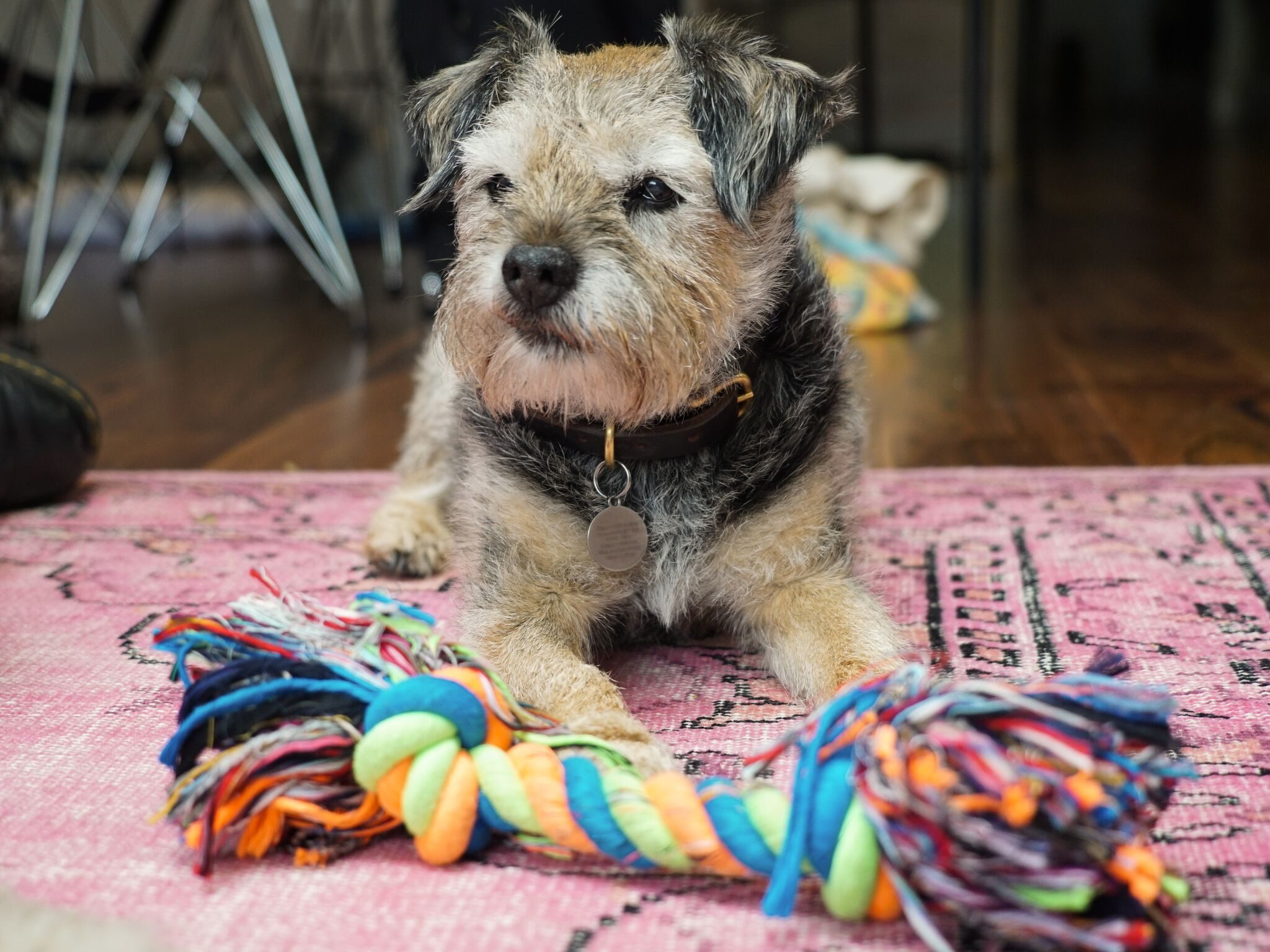 A Border Terrier playing with a toy