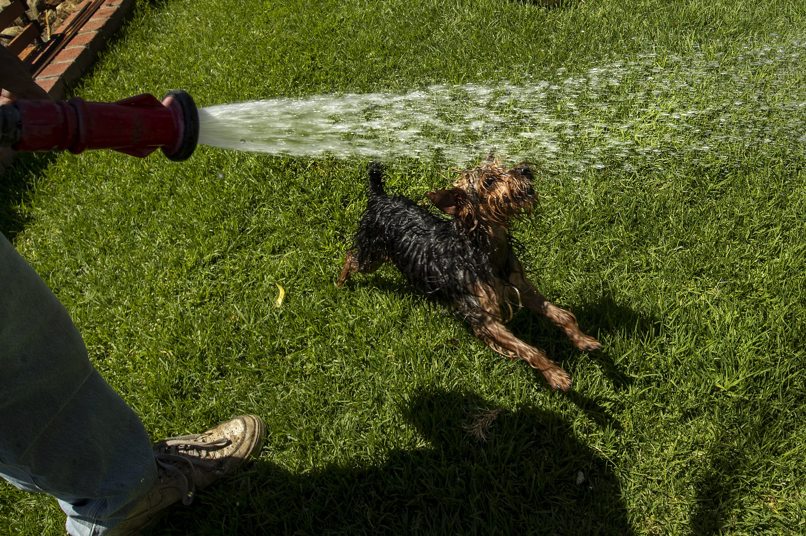 A Yorkshire terrier dances underneath a hose spraying it