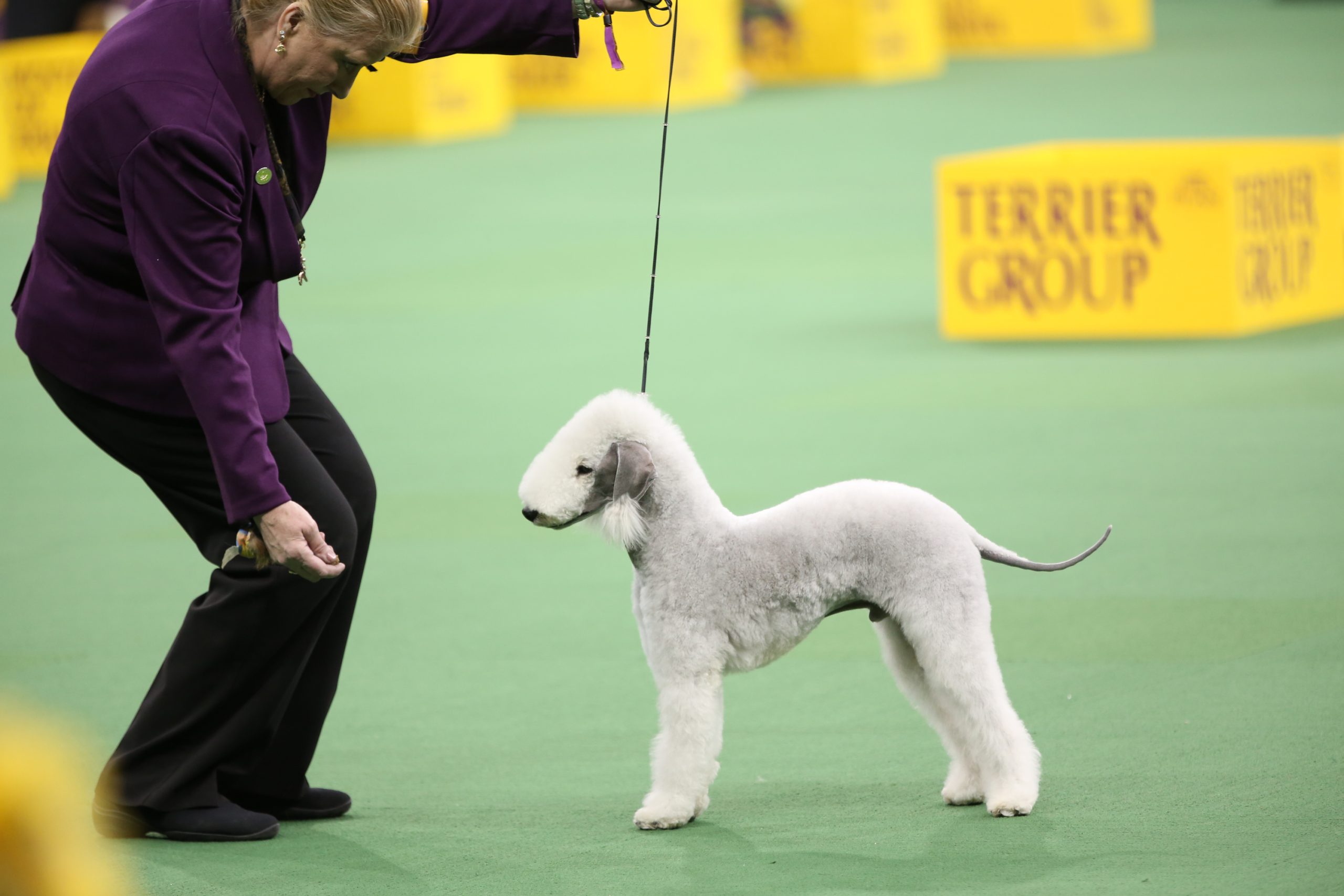 A Bedlington terrier on a lead at a dog show looking at its handler
