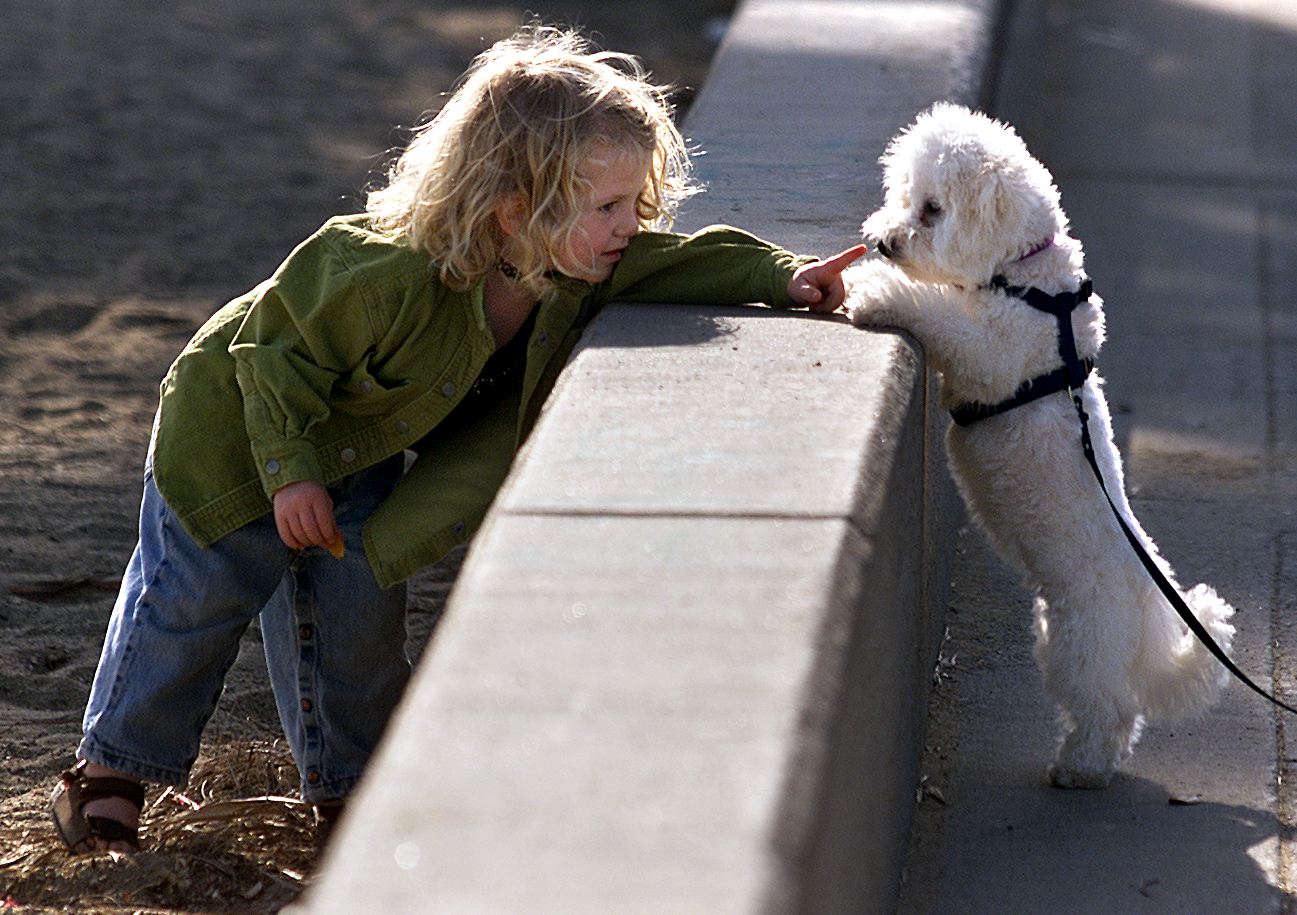 A bichon frise leans over a wall to greet a young child who is standing on sand
