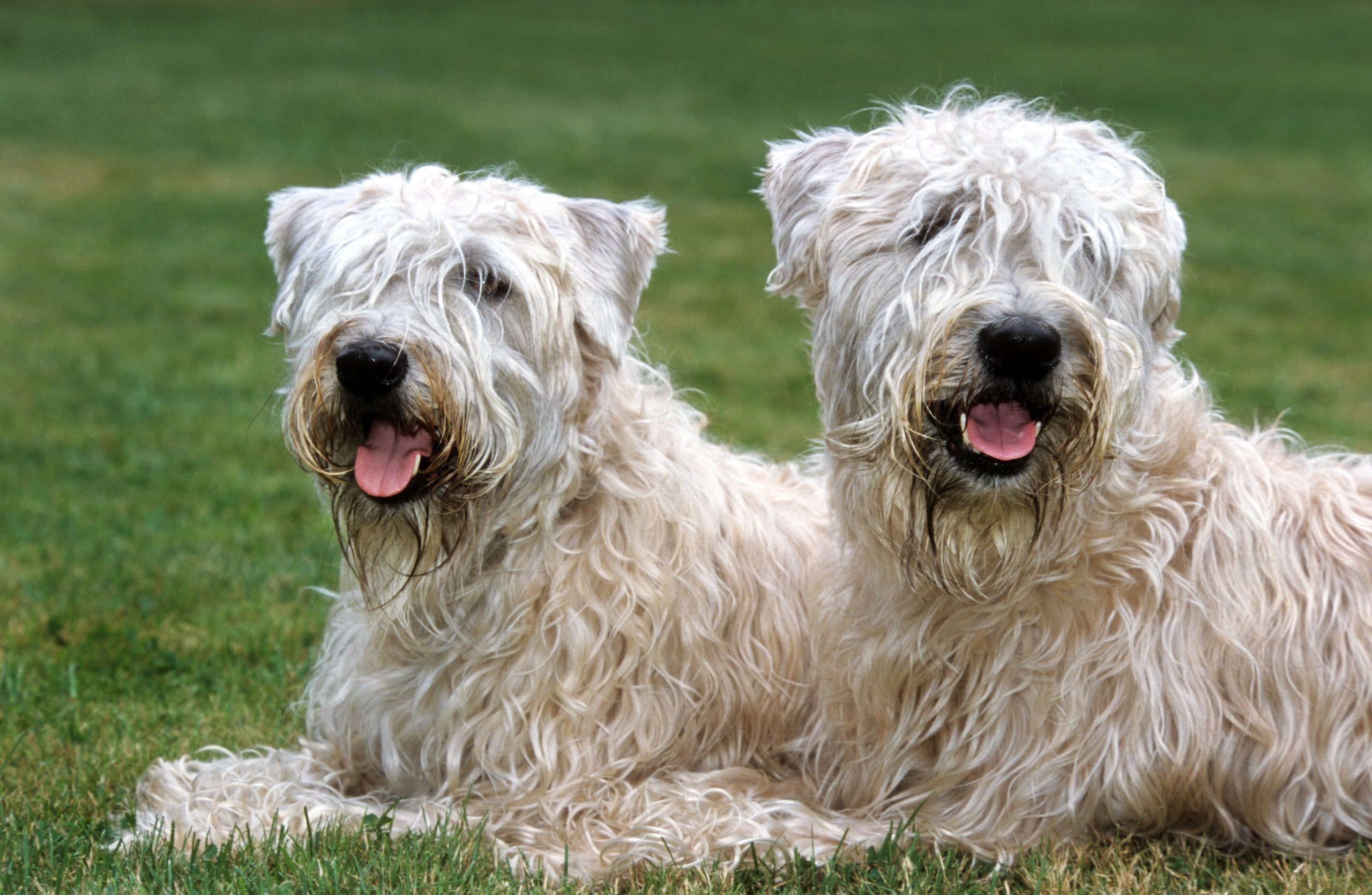 Two wheaten terriers sit on the grass with their tongues out