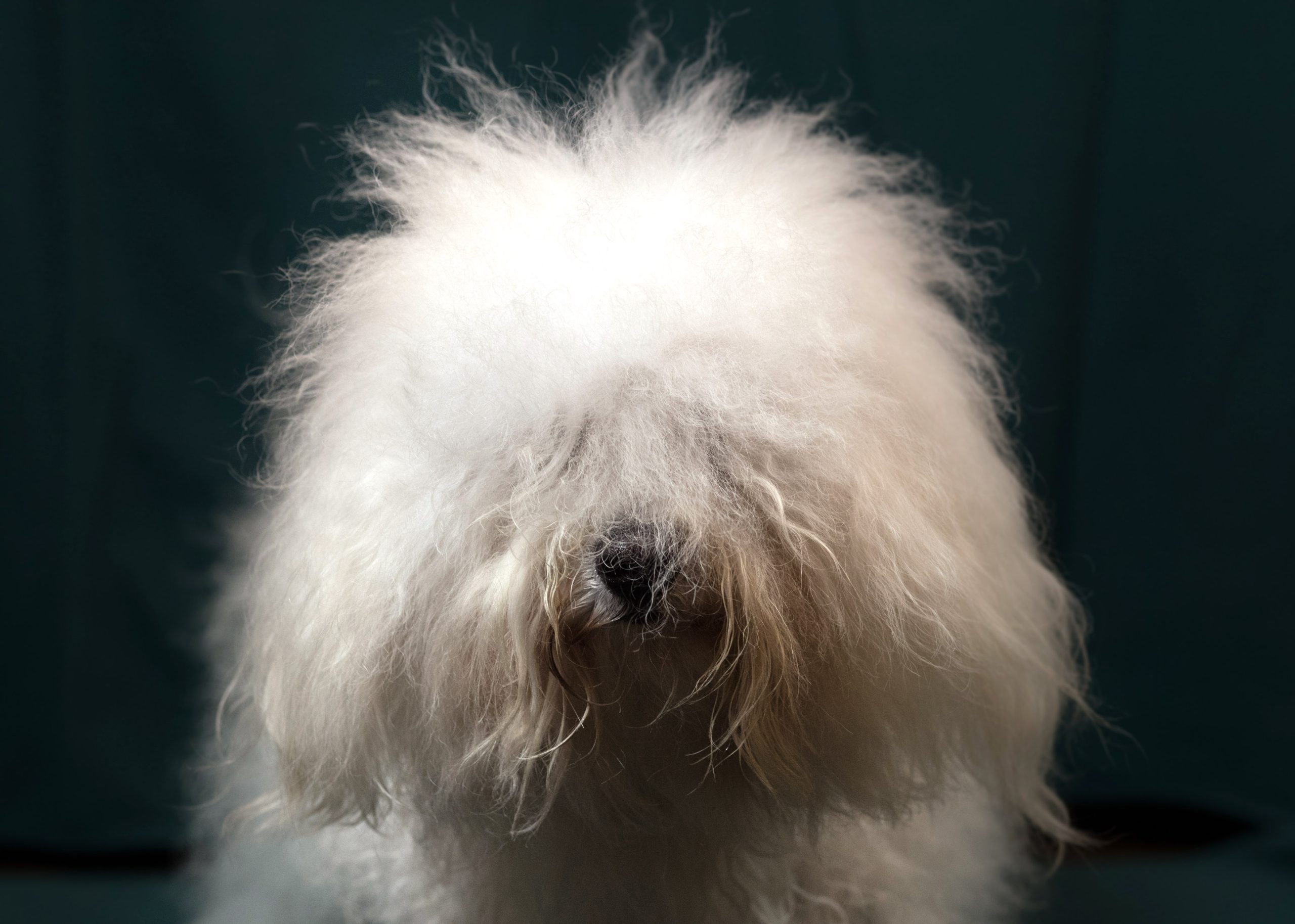 A white fluffy dog stares at the camera