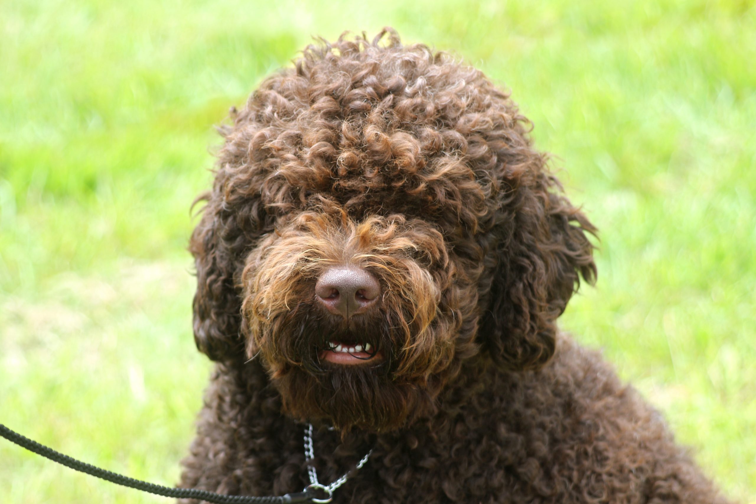 A brown dog with a lead on sits on green grass
