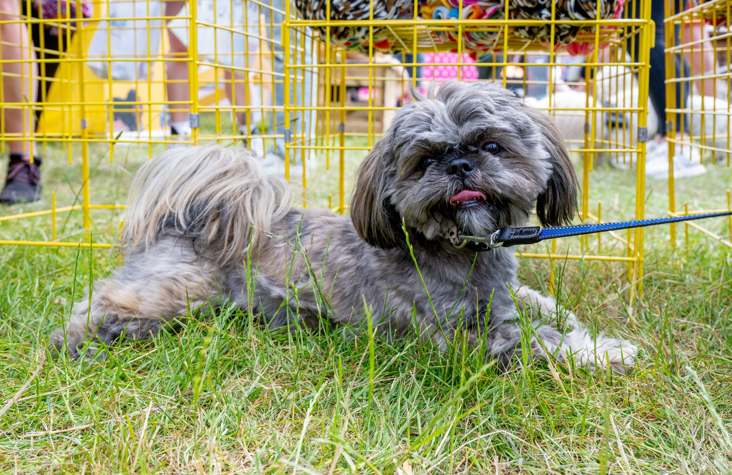 A shih tzu sits on grass with its tongue out and a yellow cage behind