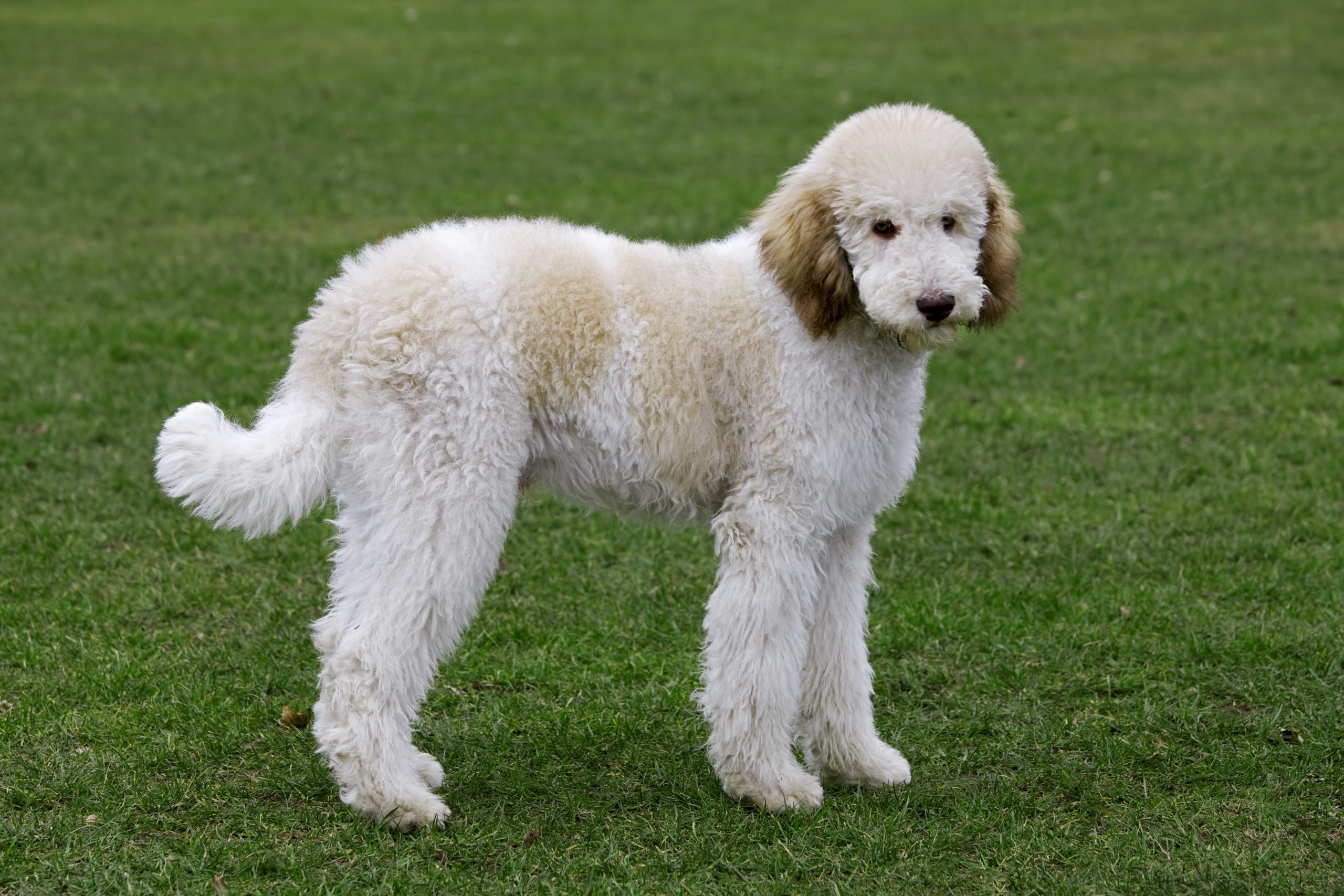 A white poodle stands on grass