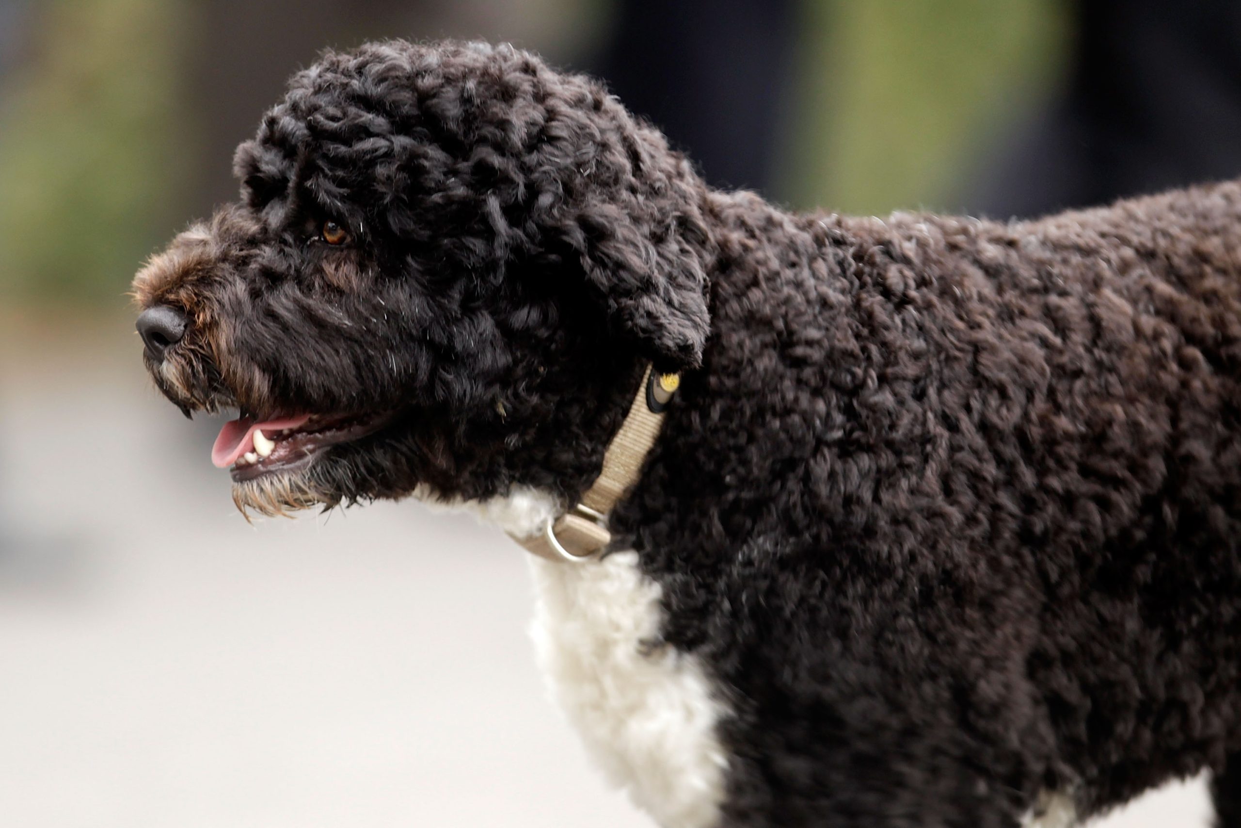 A profile of a Portuguese water dog
